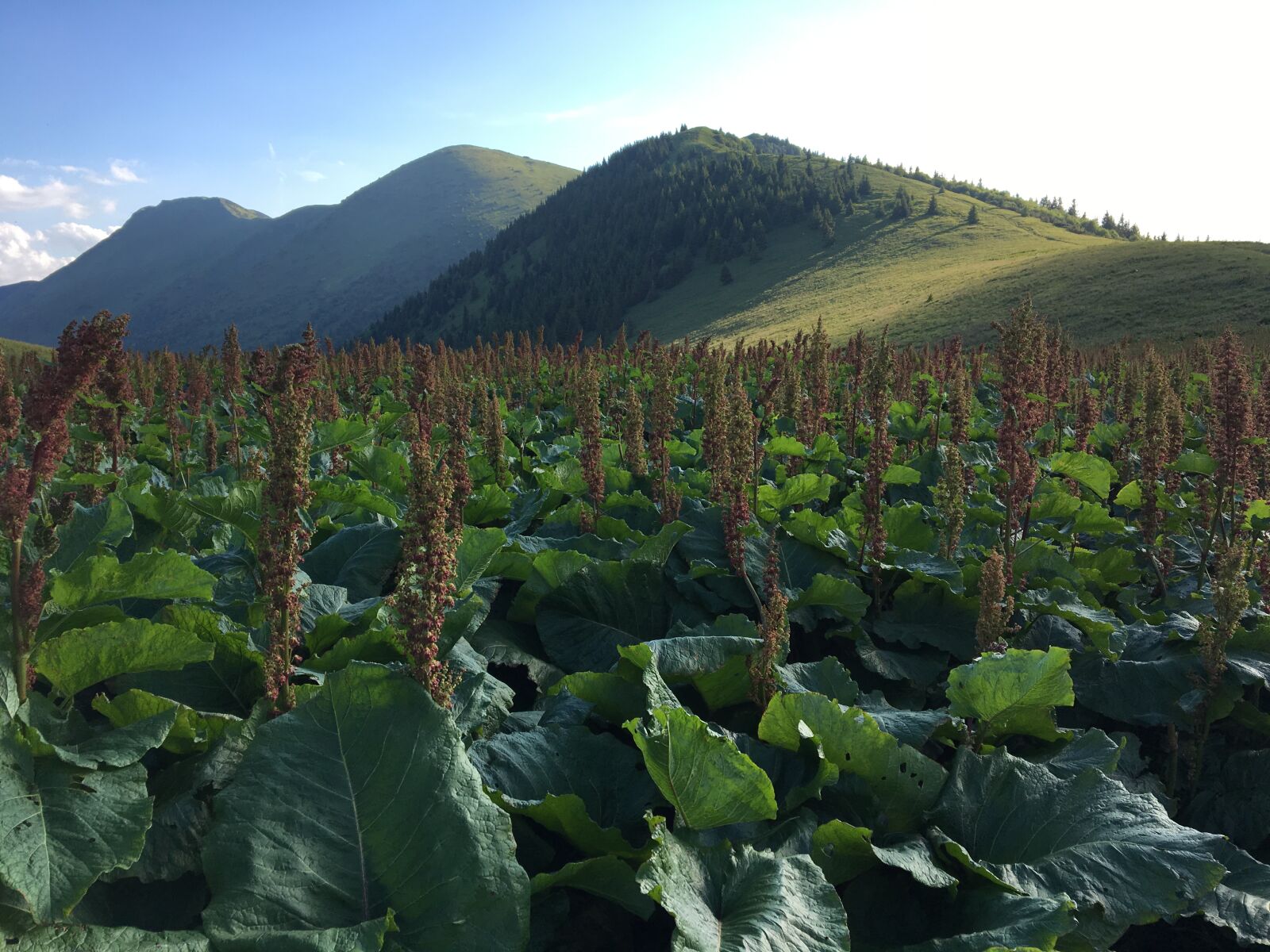 iPhone 6s back camera 4.15mm f/2.2 sample photo. Green, mountain, mountain, top photography