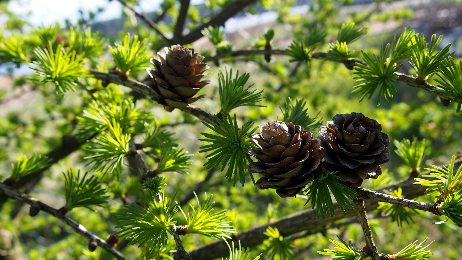 Olympus PEN E-PL6 sample photo. Cones, larch, tree photography