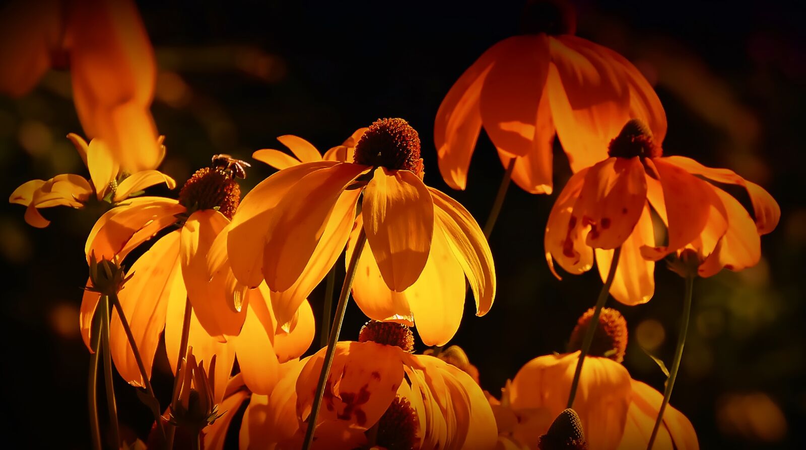 Canon EF-S 17-85mm F4-5.6 IS USM sample photo. Flowers, orange, orange petals photography