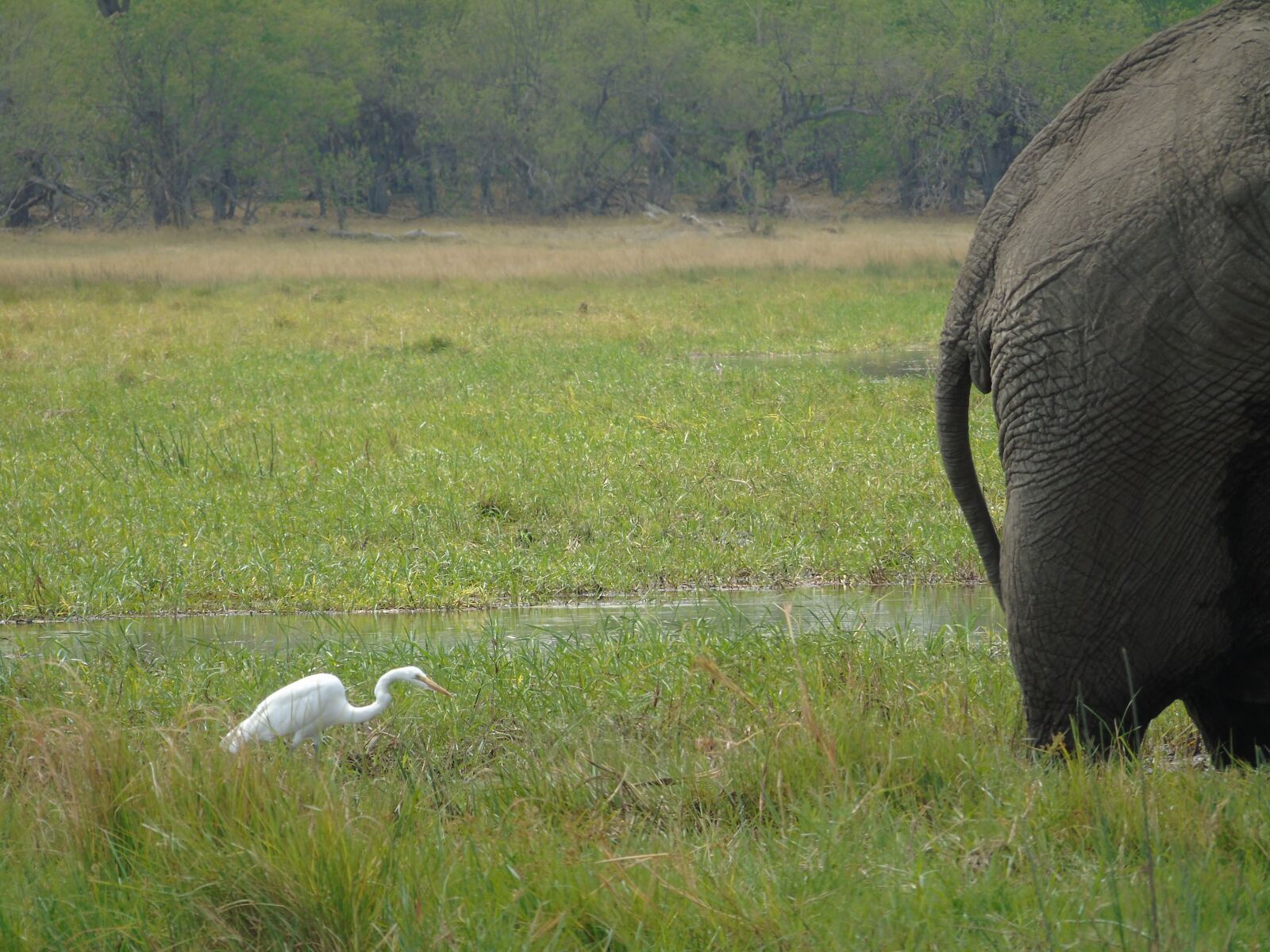 Sony Cyber-shot DSC-H400 sample photo. Elephant, egret, bum photography