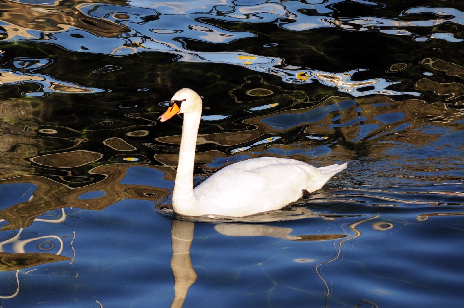 Nikon D5000 sample photo. Swan, lake, nature photography
