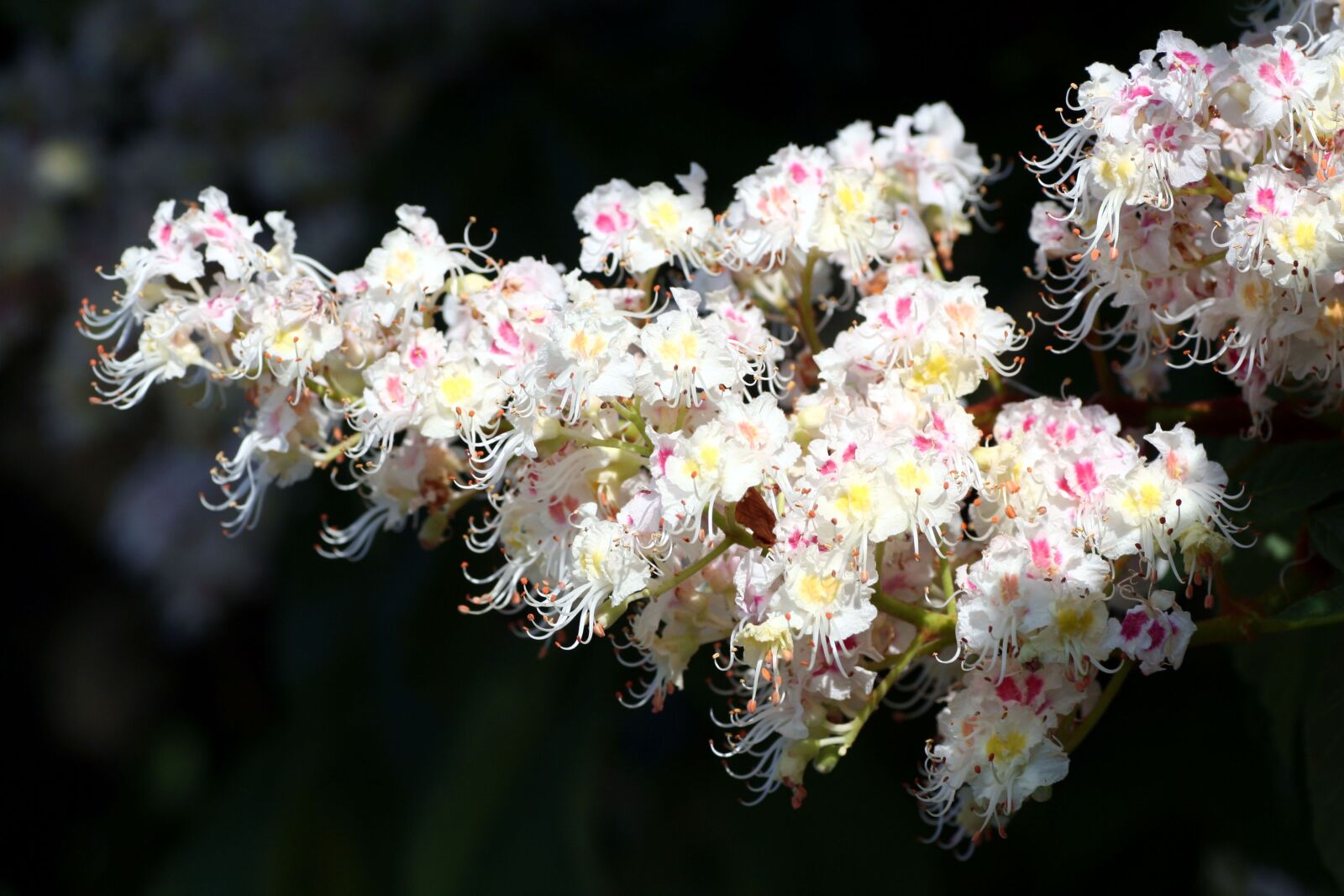 Canon EOS 350D (EOS Digital Rebel XT / EOS Kiss Digital N) sample photo. Flower, horse chestnut, plant photography