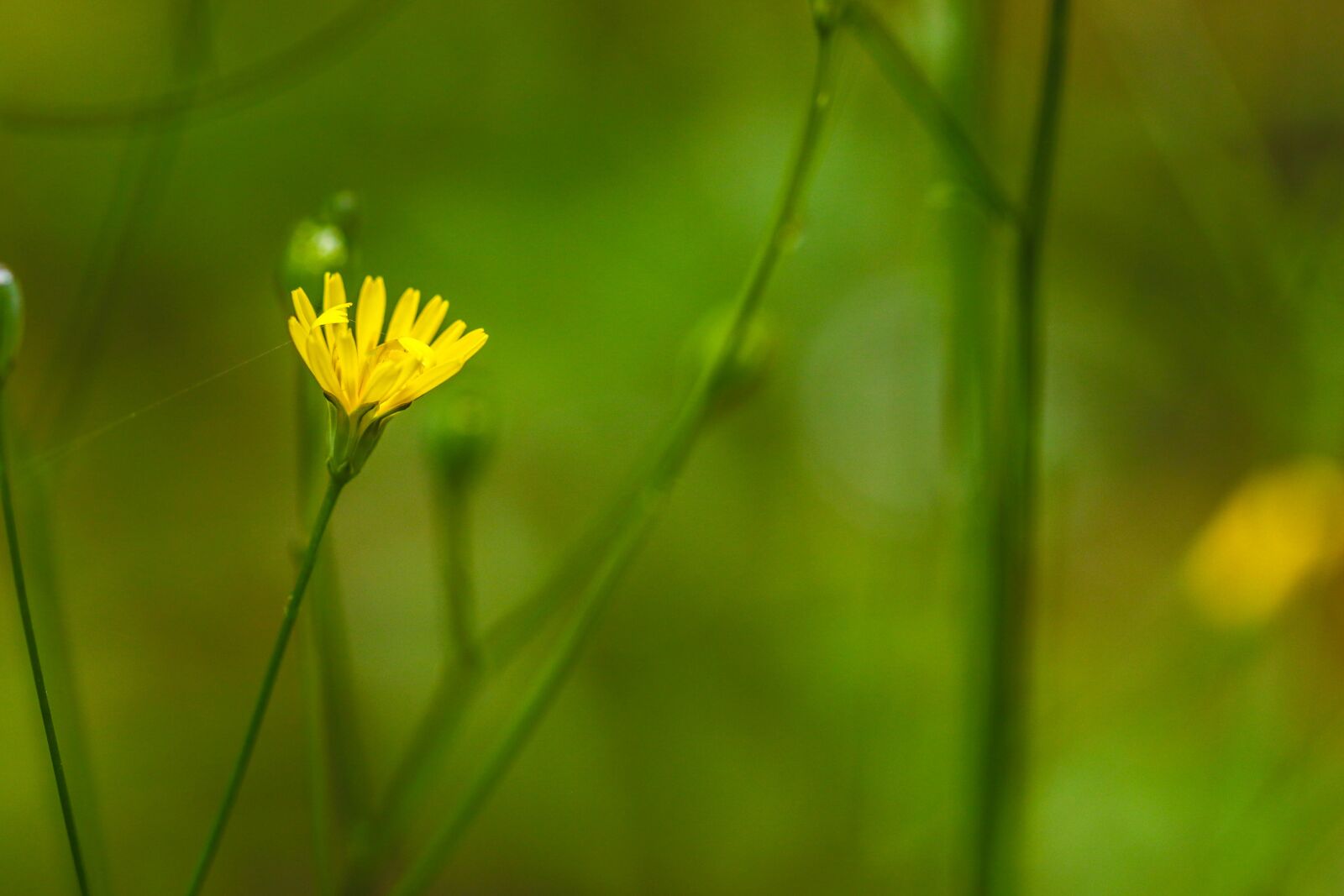 Canon EOS 7D Mark II sample photo. Wildflower, yellow, green photography