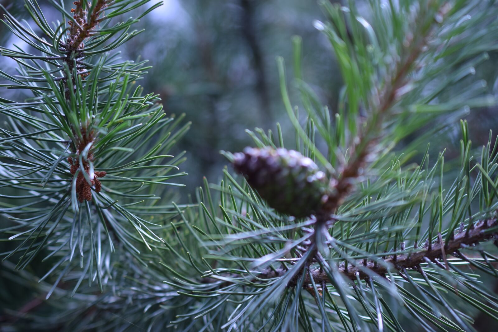 Nikon D3300 sample photo. Pine, christmas, xmas photography