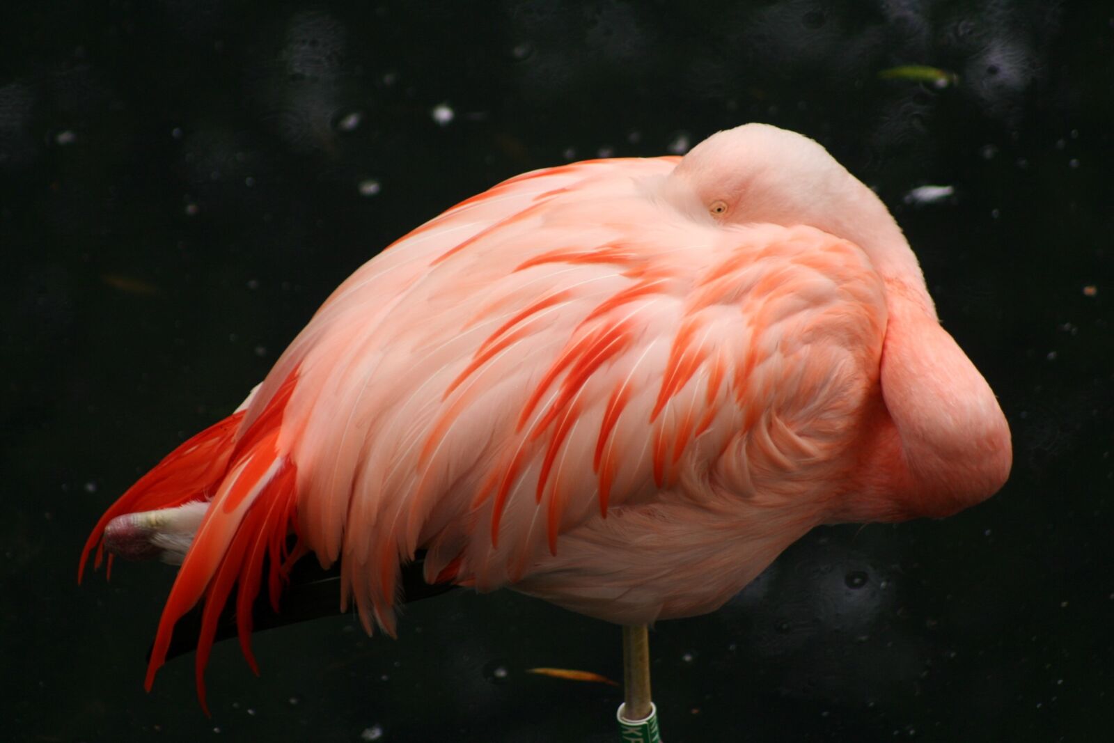 Canon EOS 350D (EOS Digital Rebel XT / EOS Kiss Digital N) sample photo. Pink flamingo, sleeping, bird photography