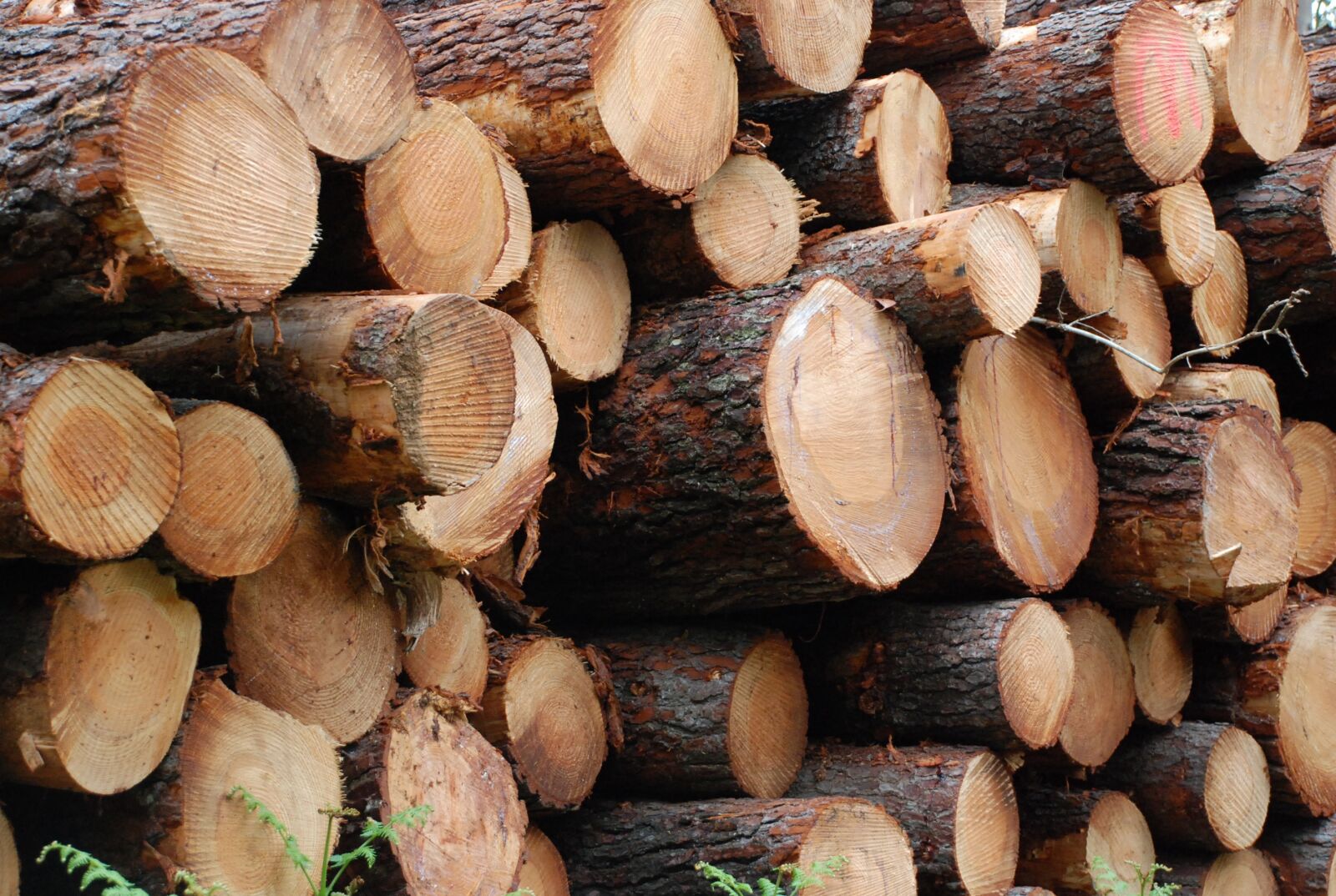 Nikon D80 sample photo. Wood, lena, cut photography