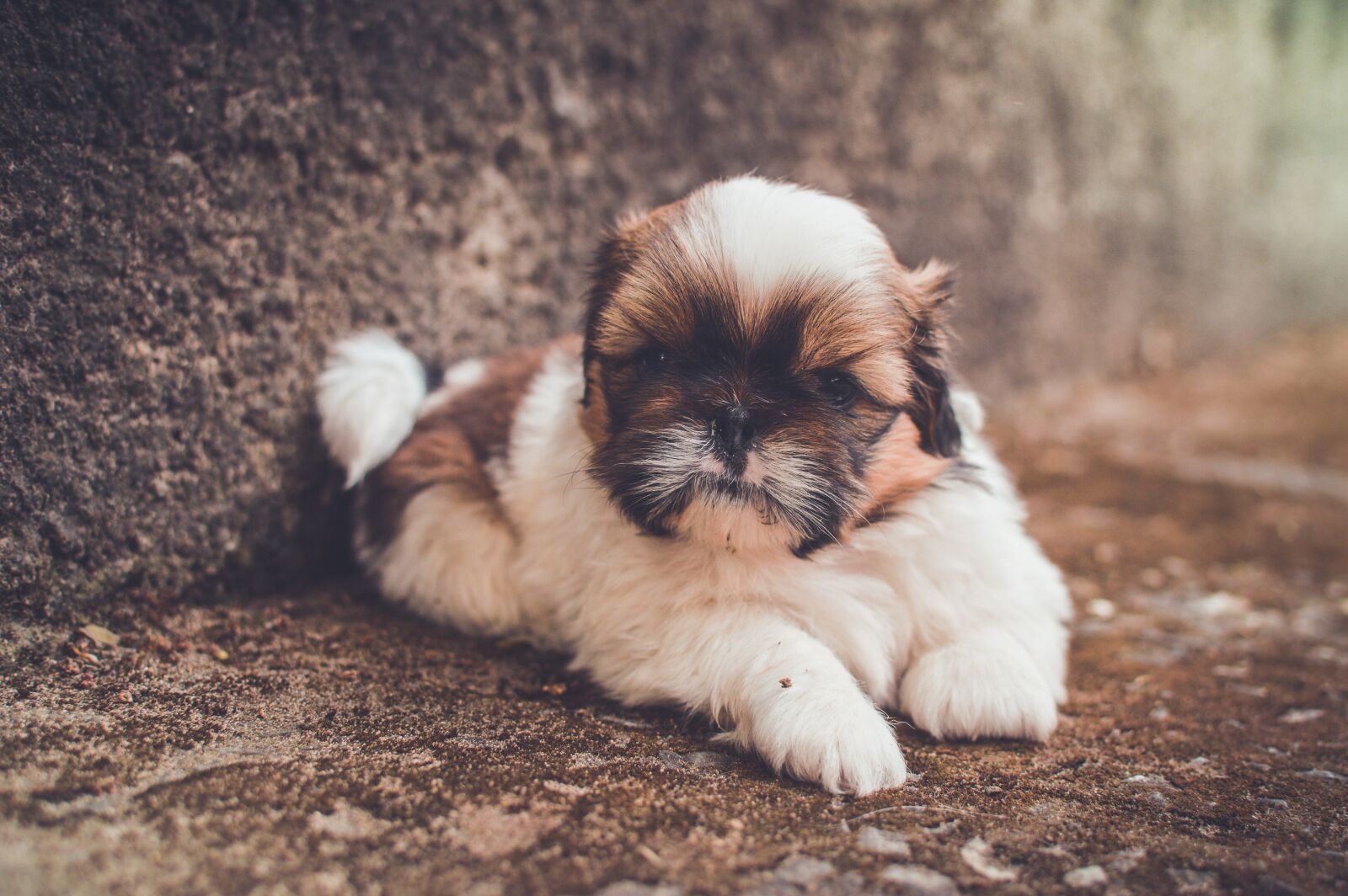 Nikon D3200 sample photo. Adorable, animal, close-up photography