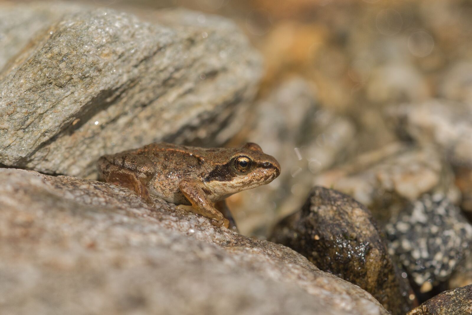 Nikon D5300 sample photo. Animal, frog, nature photography
