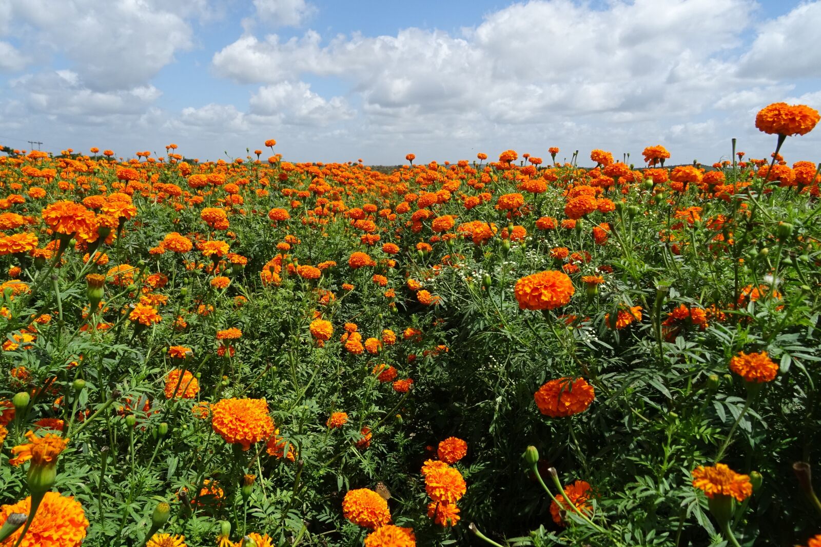 Sony DSC-HX60V sample photo. Flower, marigold, orange photography