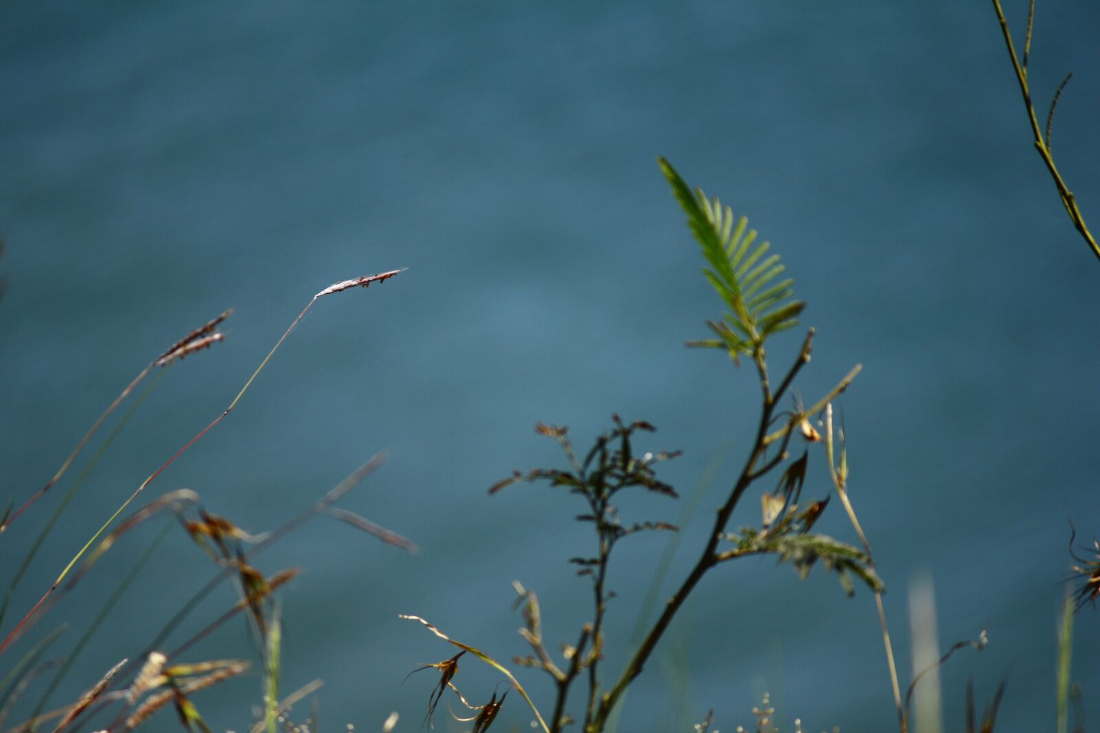 Canon EOS 550D (EOS Rebel T2i / EOS Kiss X4) sample photo. Leaf, background, hill photography