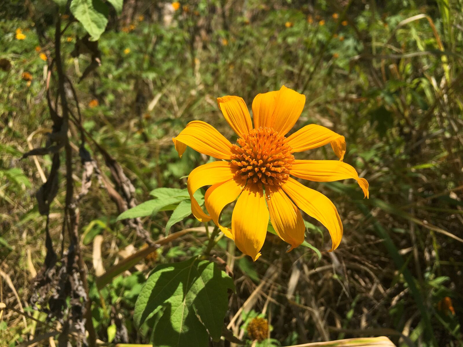 Apple iPhone 6s Plus sample photo. Flower, yellow, nature photography