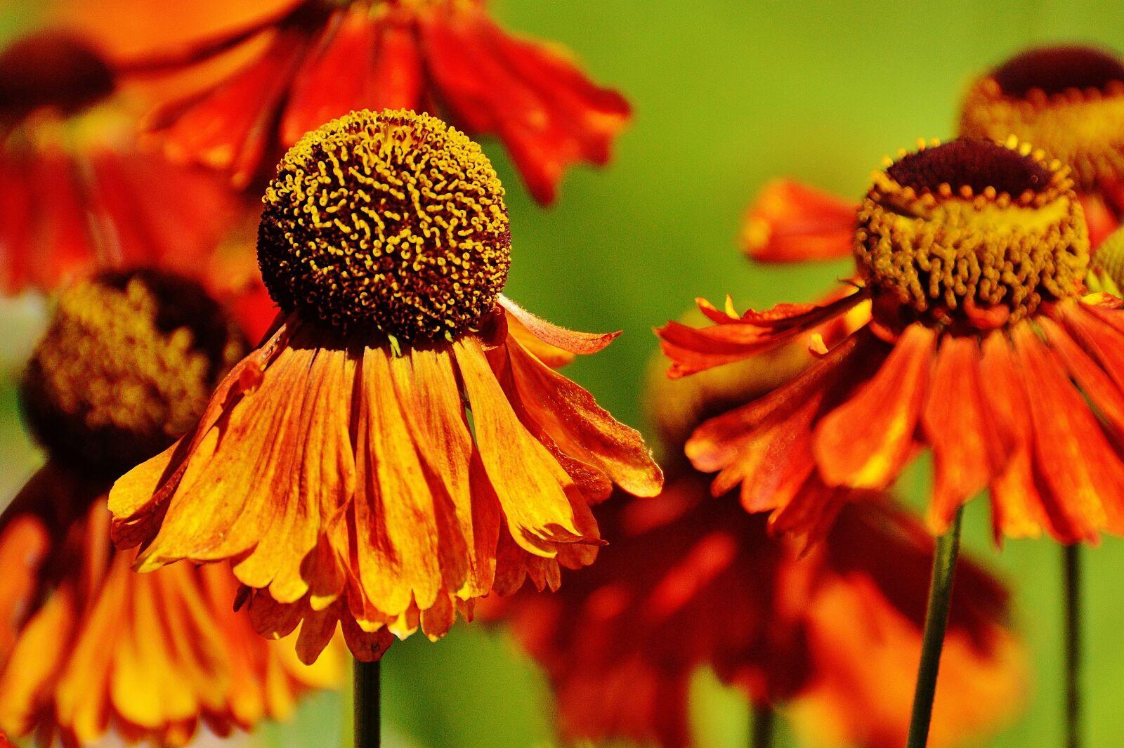 Nikon D3200 sample photo. Coneflower, echinacea purpurea, summer photography