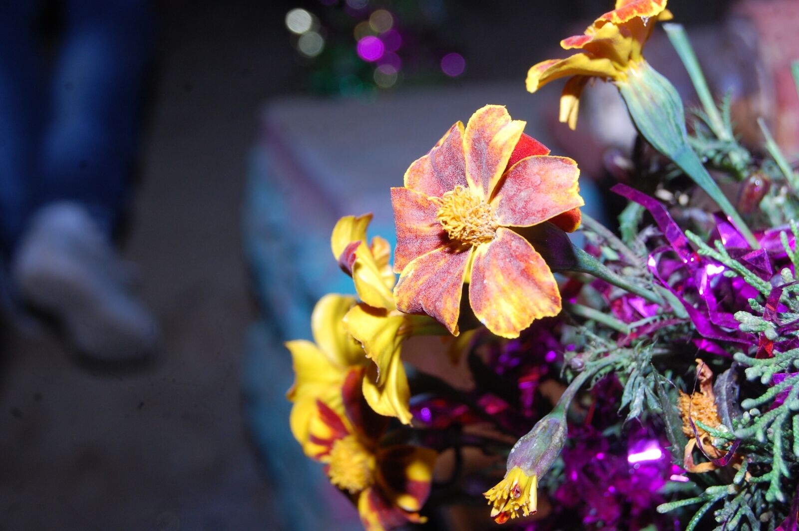 Nikon D40 sample photo. Flower, uttarakhand, culture of photography
