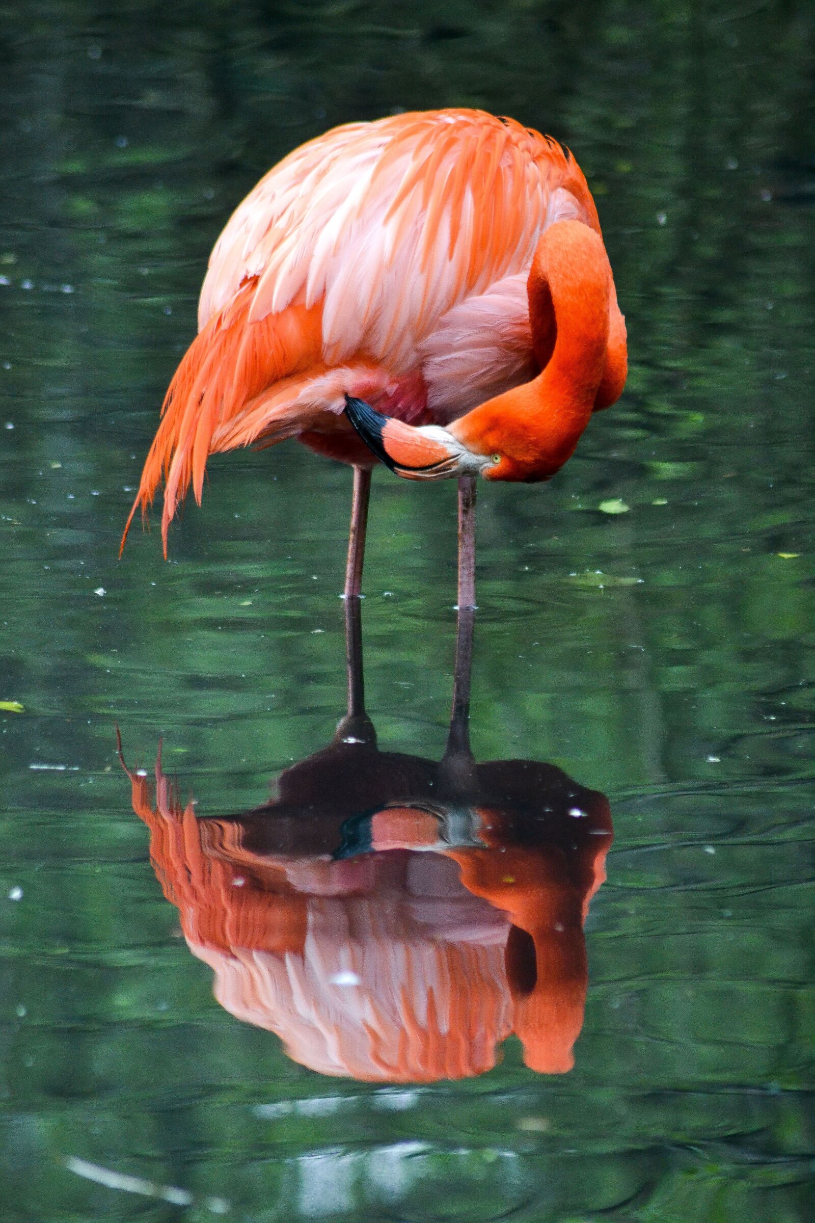 Nikon D3100 sample photo. Waters, nature, flamingo photography