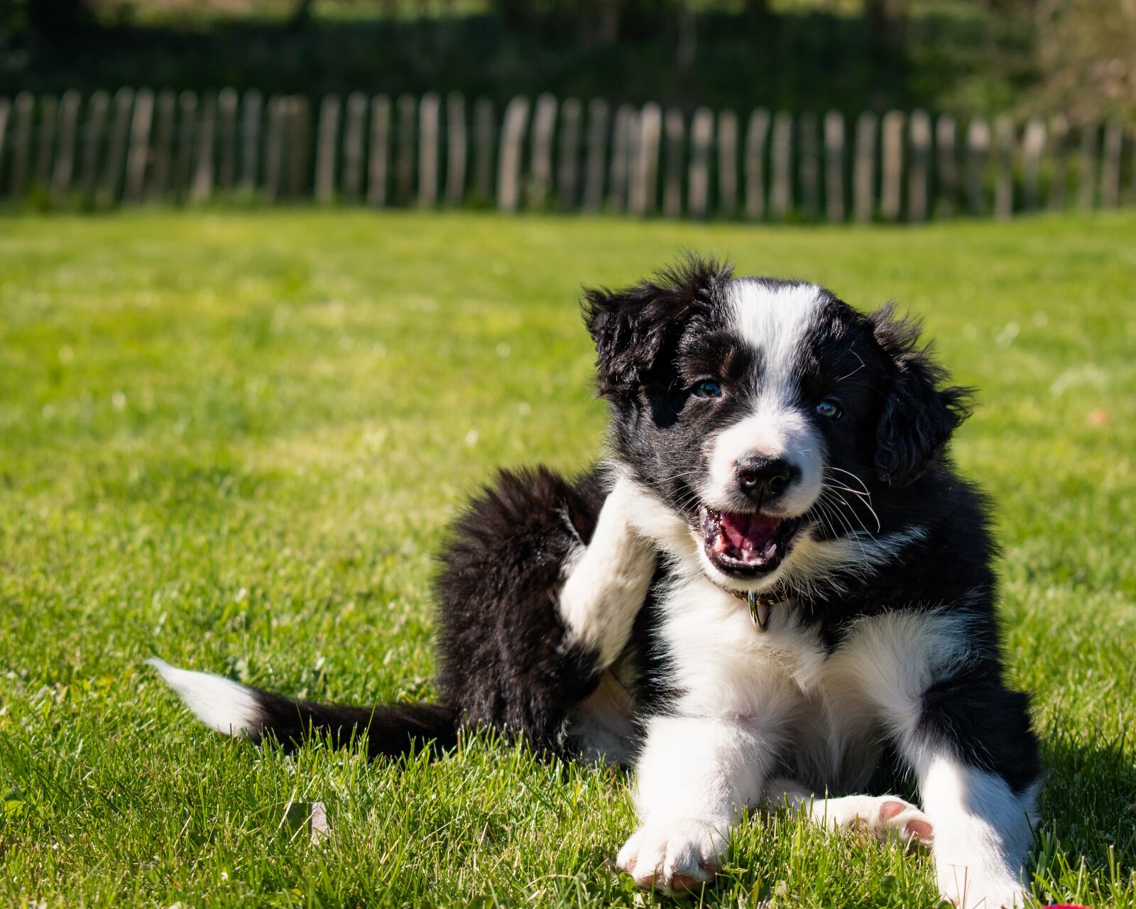 Nikon D3500 sample photo. Border, collie, dogs photography