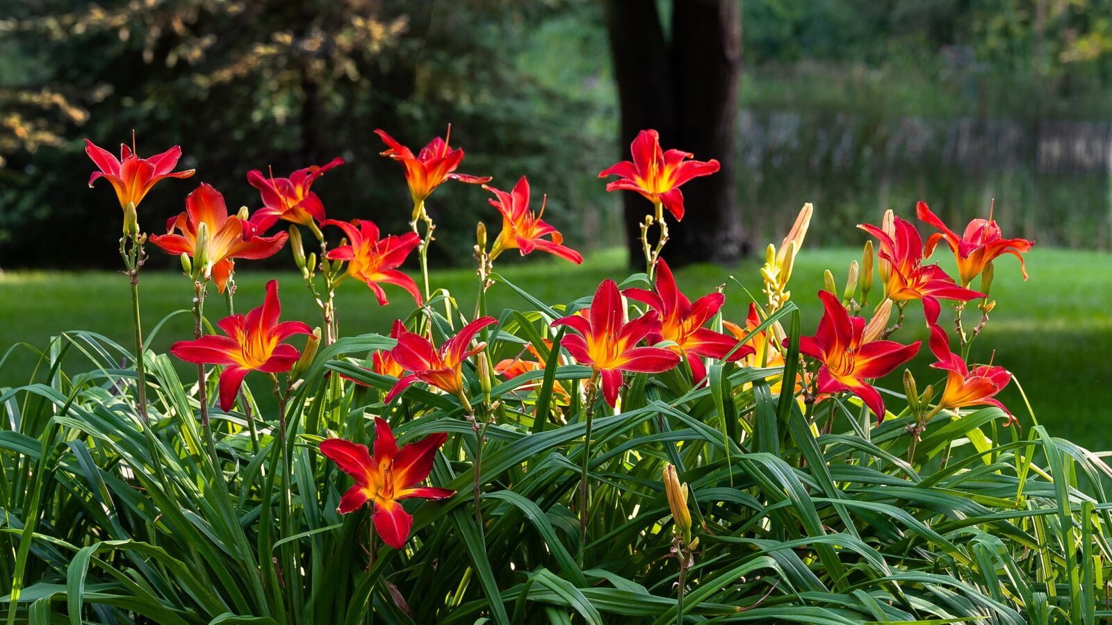 Tamron SP 70-200mm F2.8 Di VC USD sample photo. Daylilies, nature, hemerocallis photography