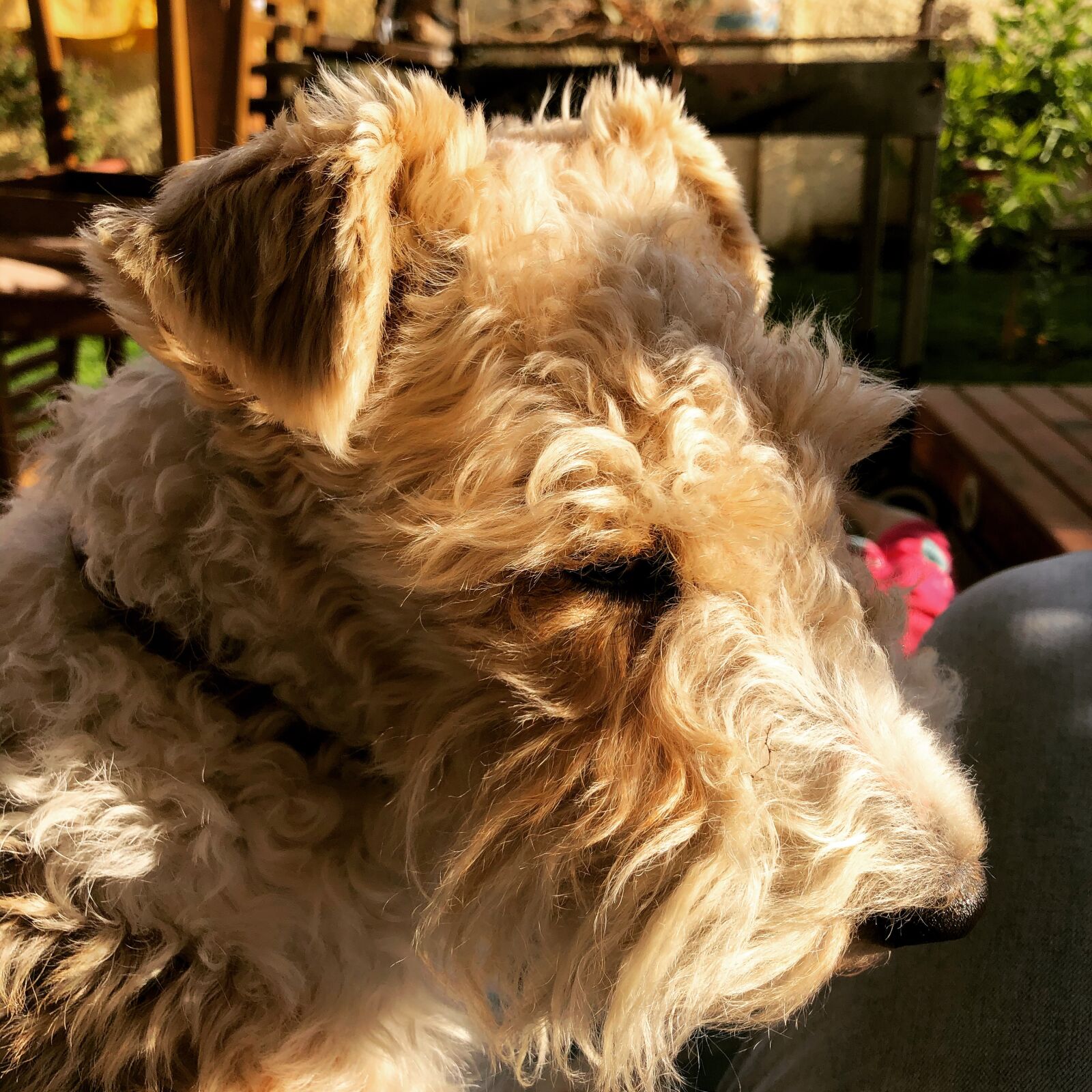 iPhone 8 back camera 3.99mm f/1.8 sample photo. Dog, fox terrier wire photography
