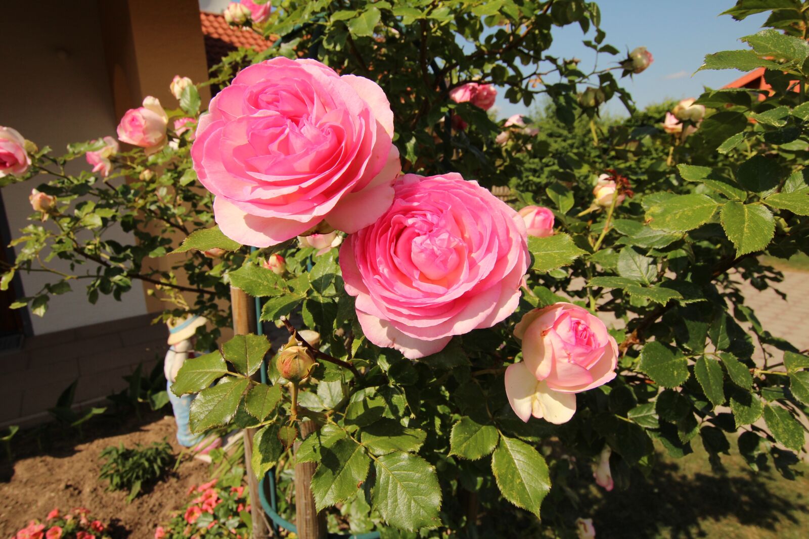 Canon EOS 600D (Rebel EOS T3i / EOS Kiss X5) sample photo. Rose, eden, blossom photography