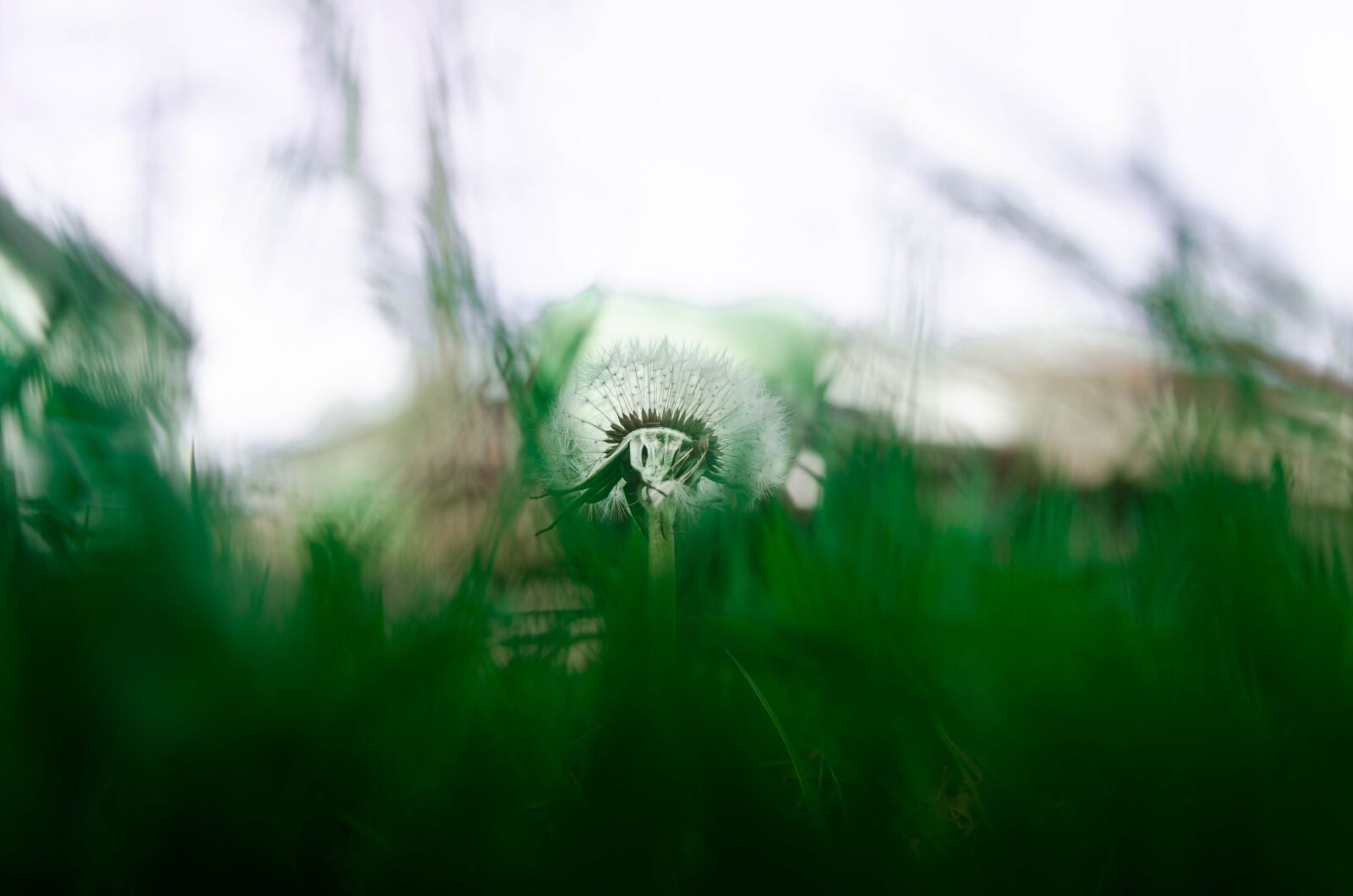 Nikon D7000 sample photo. Nature, grass, plant photography