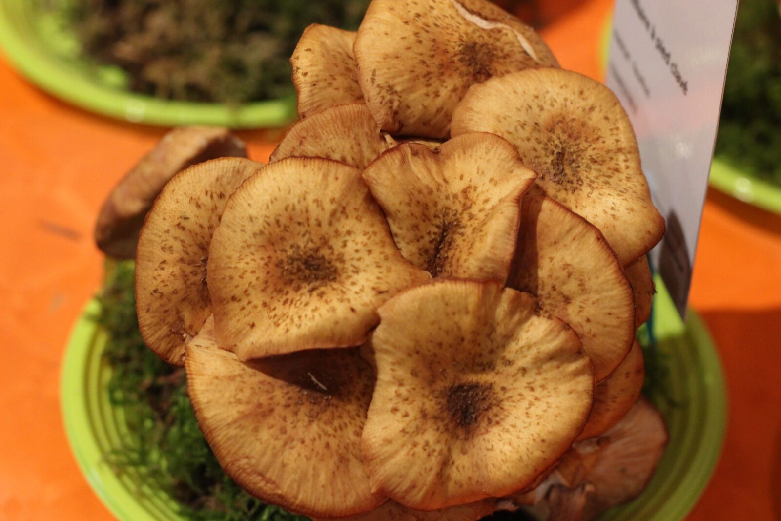 Canon EOS 100D (EOS Rebel SL1 / EOS Kiss X7) + Canon EF 50mm F1.8 STM sample photo. Fungus, undergrowth, nature photography
