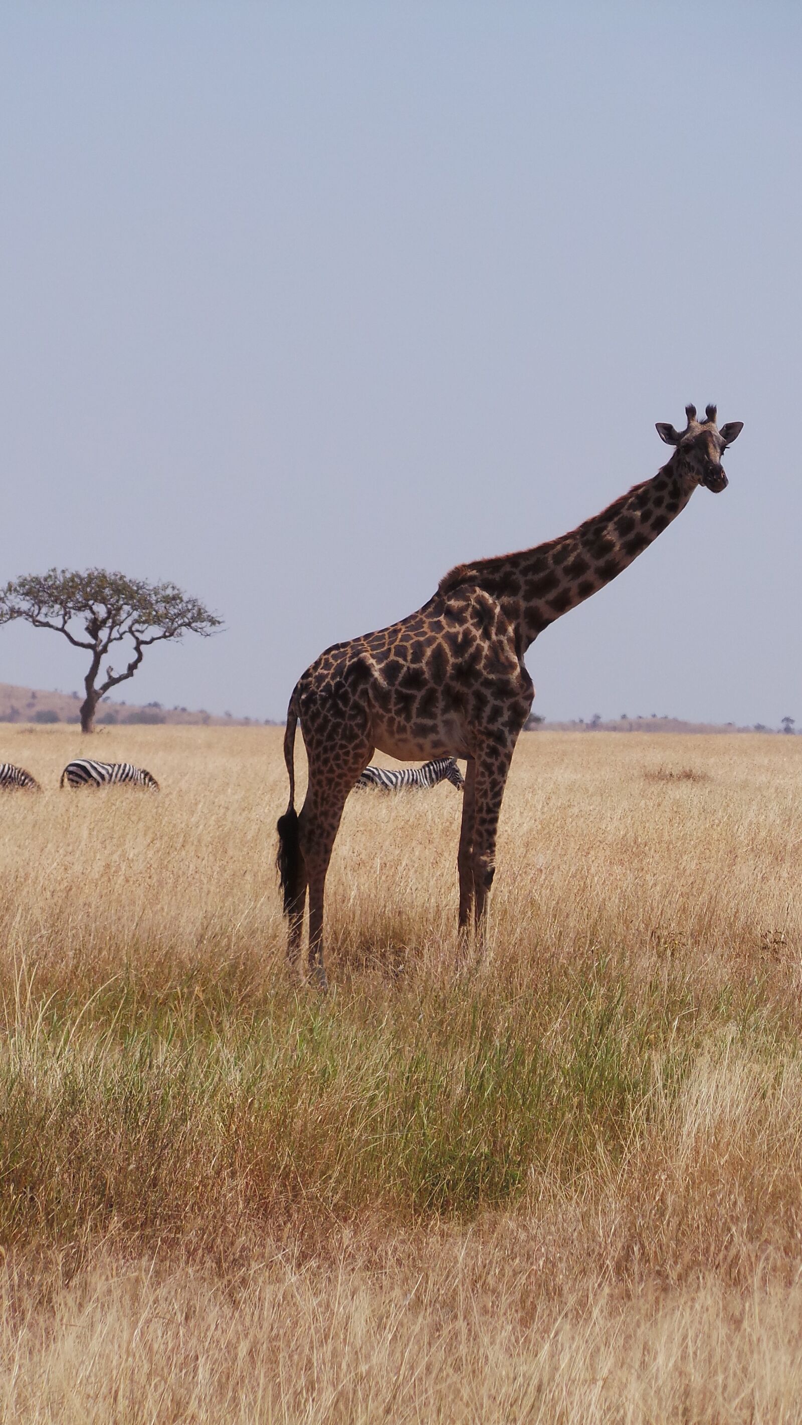 Samsung Galaxy Camera (Wi-Fi) sample photo. Giraffe, africa, savannah photography