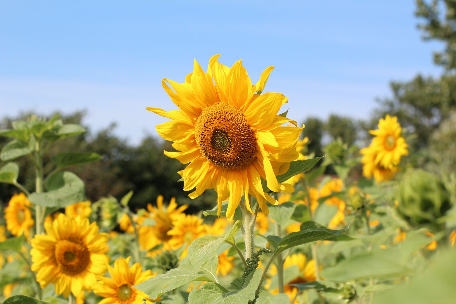 Canon EOS 600D (Rebel EOS T3i / EOS Kiss X5) + Canon EF 50mm F1.4 USM sample photo. Birthday bouquet, sunflower, sunflower photography