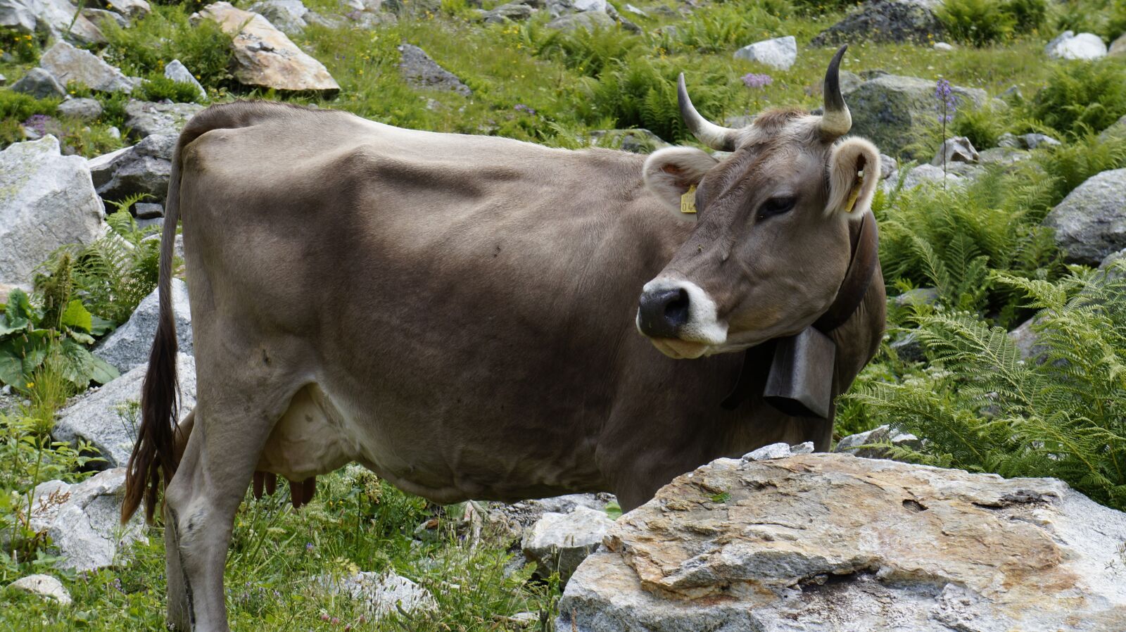 Sony Alpha a3000 sample photo. Mountains, cow, europe photography