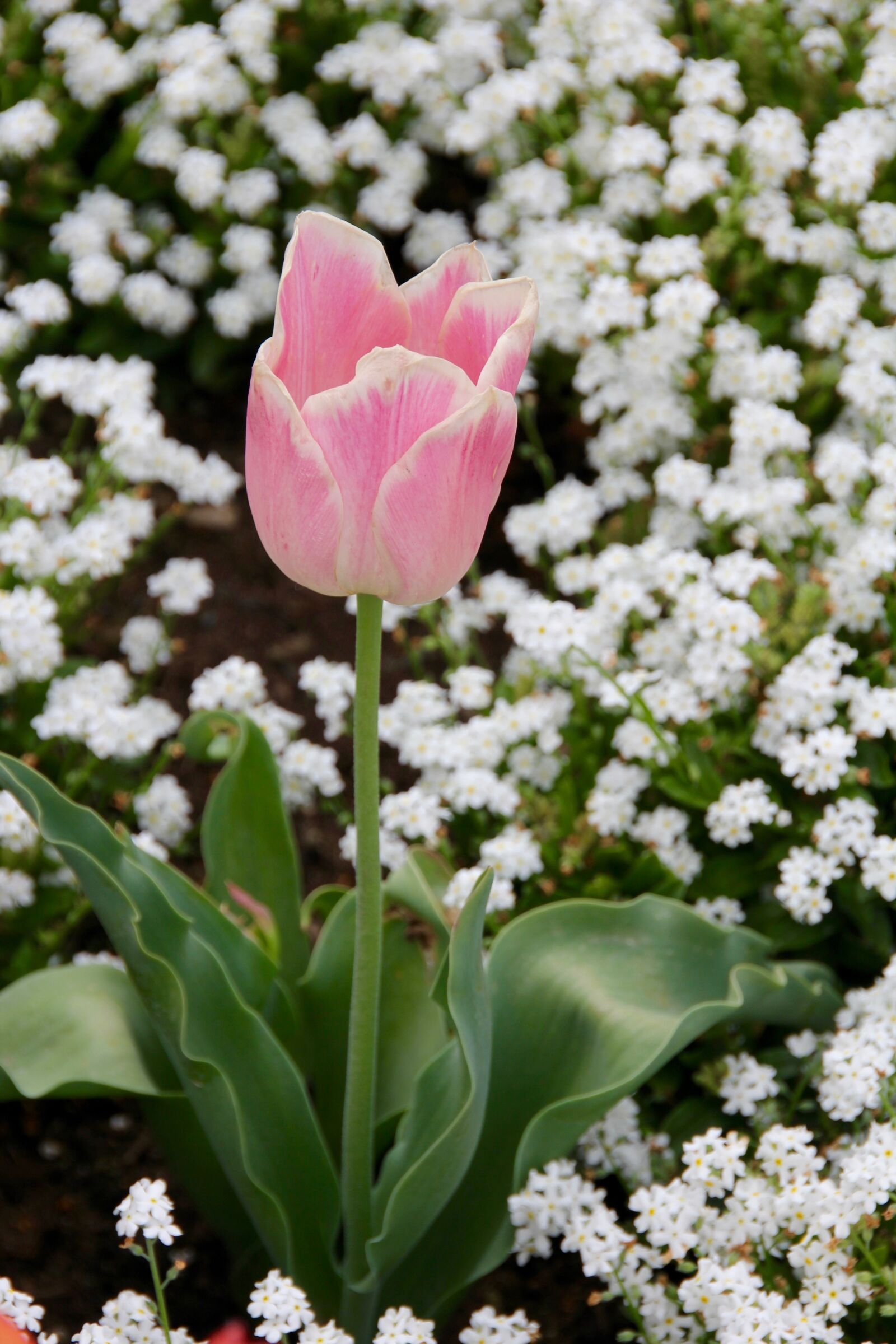 Canon EOS 60D sample photo. Tulip, gloeckchenblume, green photography