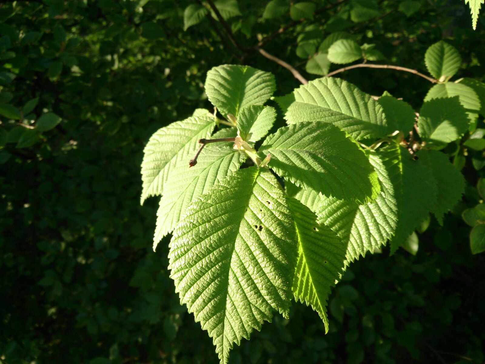 Sony Xperia ZR sample photo. Leaves, green, hazel photography