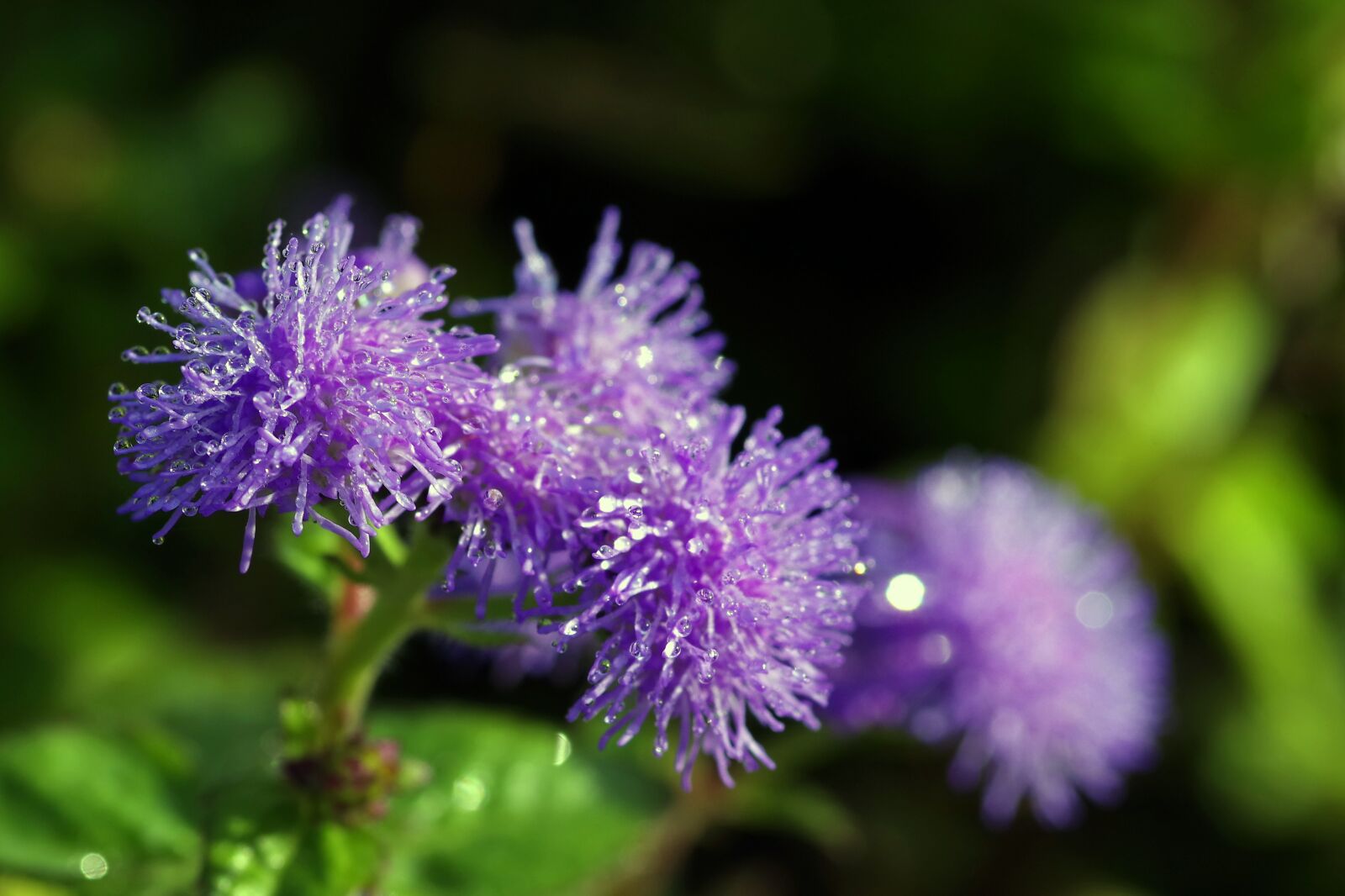 Pentax K-S2 sample photo. Flowers, drops, rosa photography