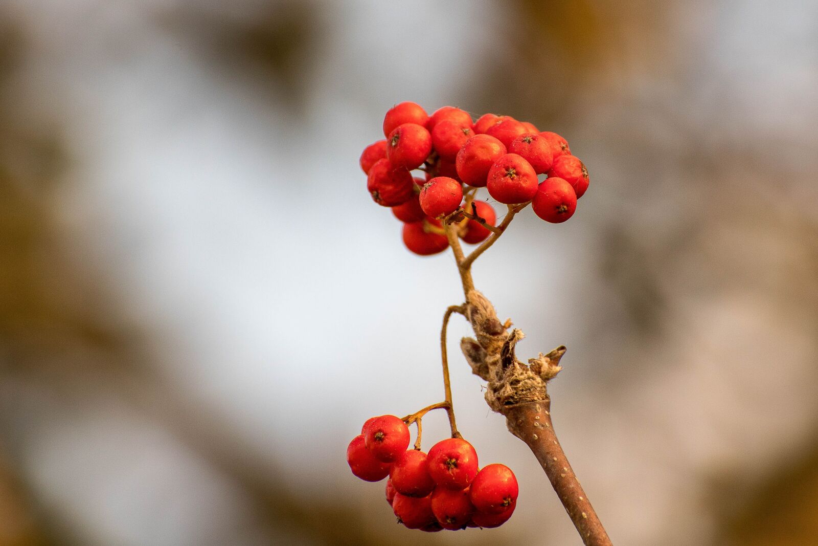 Canon EOS 6D Mark II sample photo. Fruit, fruits, autumn photography