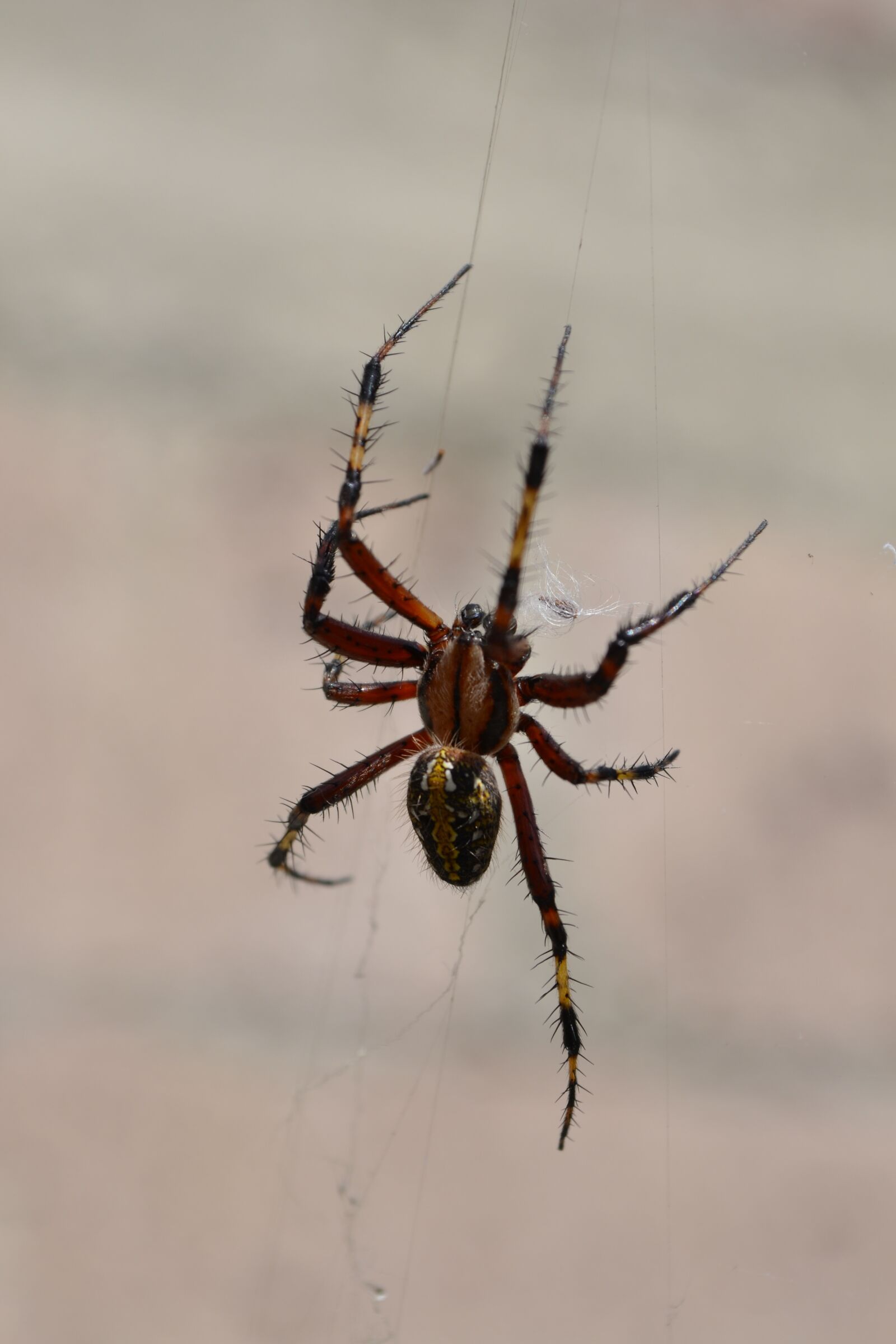 Nikon D3100 sample photo. Spider, arachnid, web photography