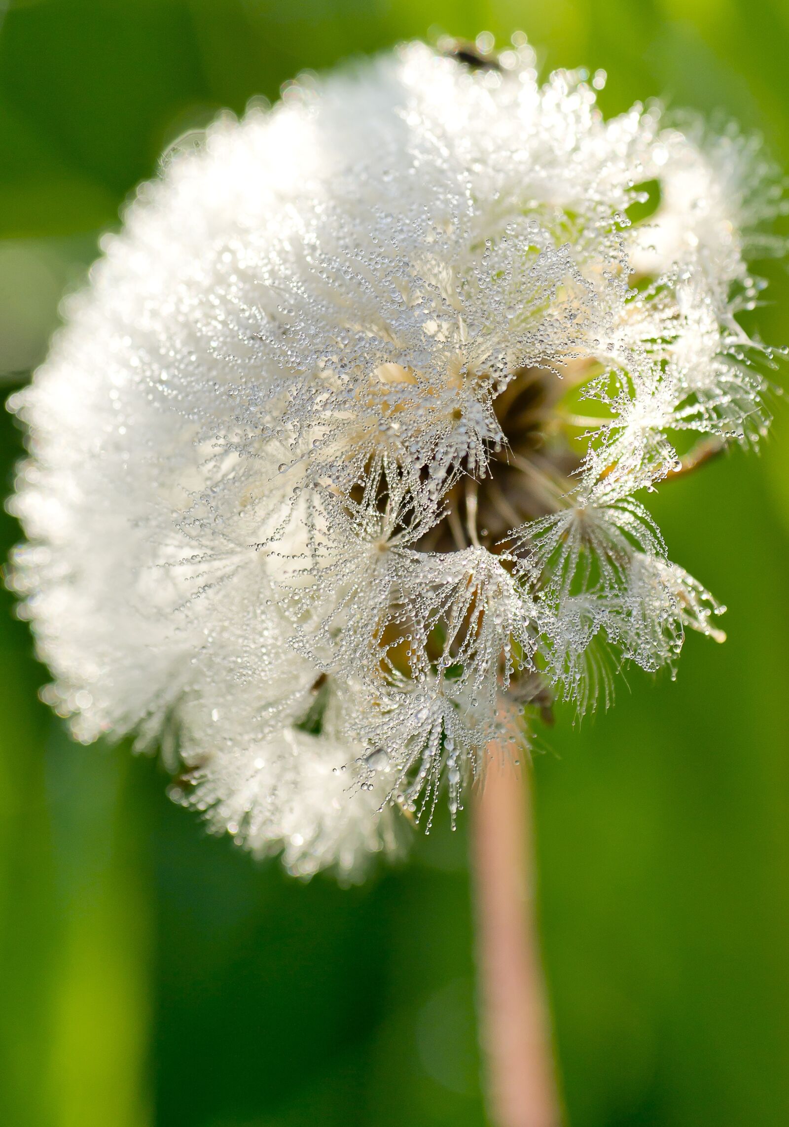 Sony Alpha DSLR-A850 sample photo. Dandelion, droplets, rosa photography