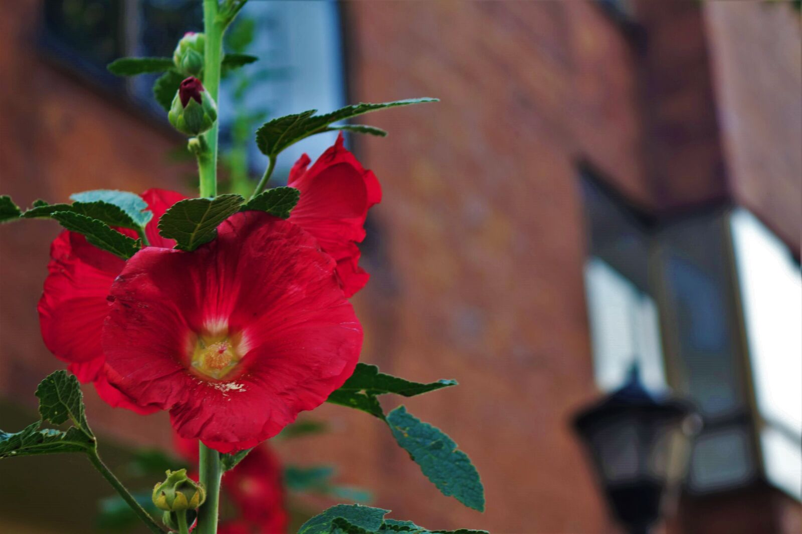 Canon EOS 700D (EOS Rebel T5i / EOS Kiss X7i) sample photo. Flower, red, city photography