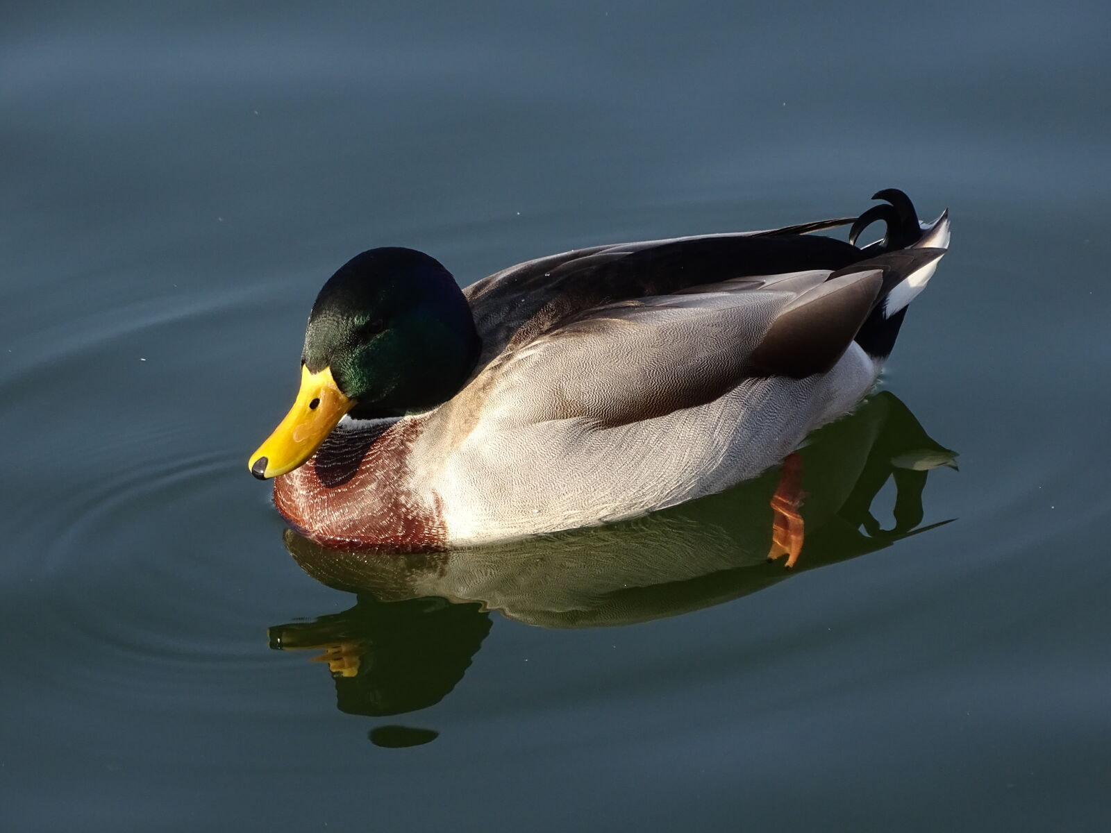 Sony Cyber-shot DSC-HX400V sample photo. Bird, duck photography