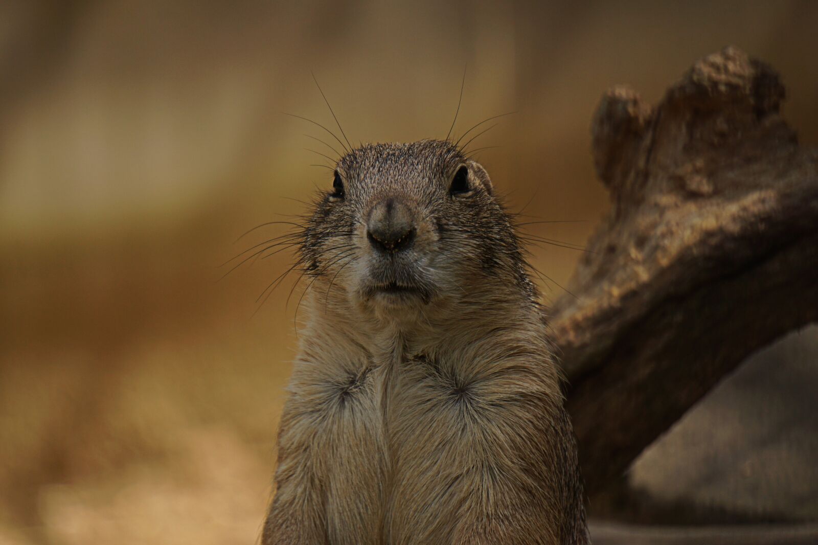 Sony E 55-210mm F4.5-6.3 OSS sample photo. Mammal, animal world, nature photography