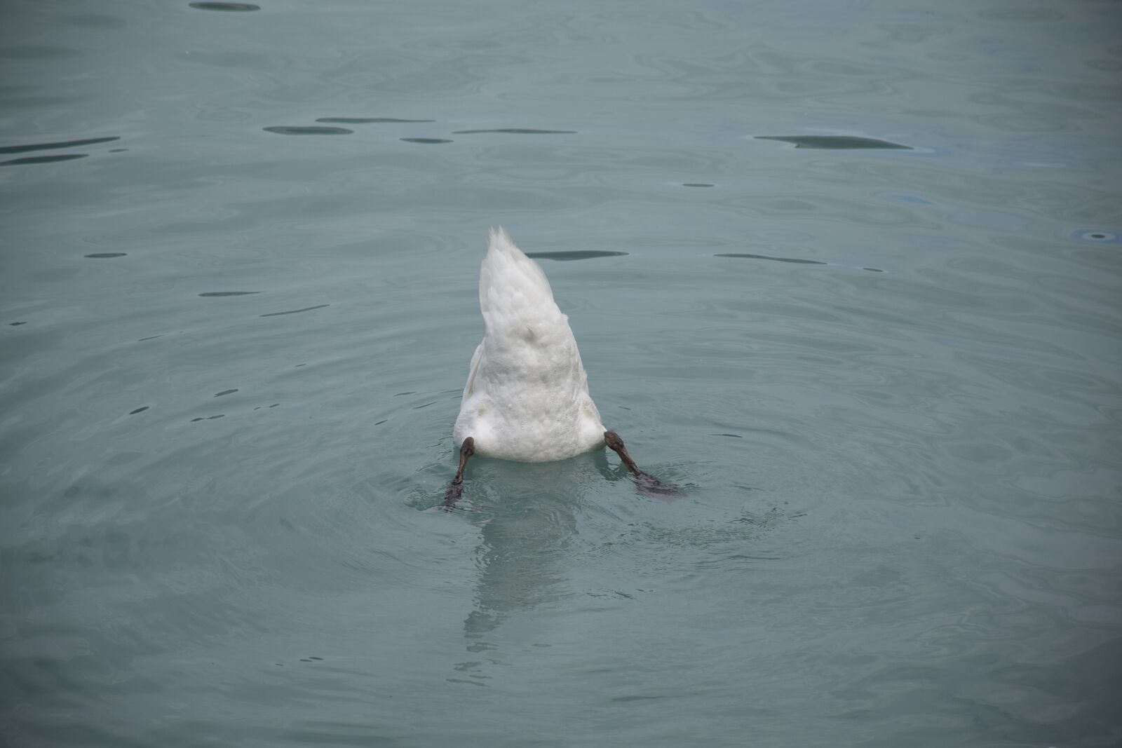Nikon D3300 sample photo. Swan, schwan, discharged photography
