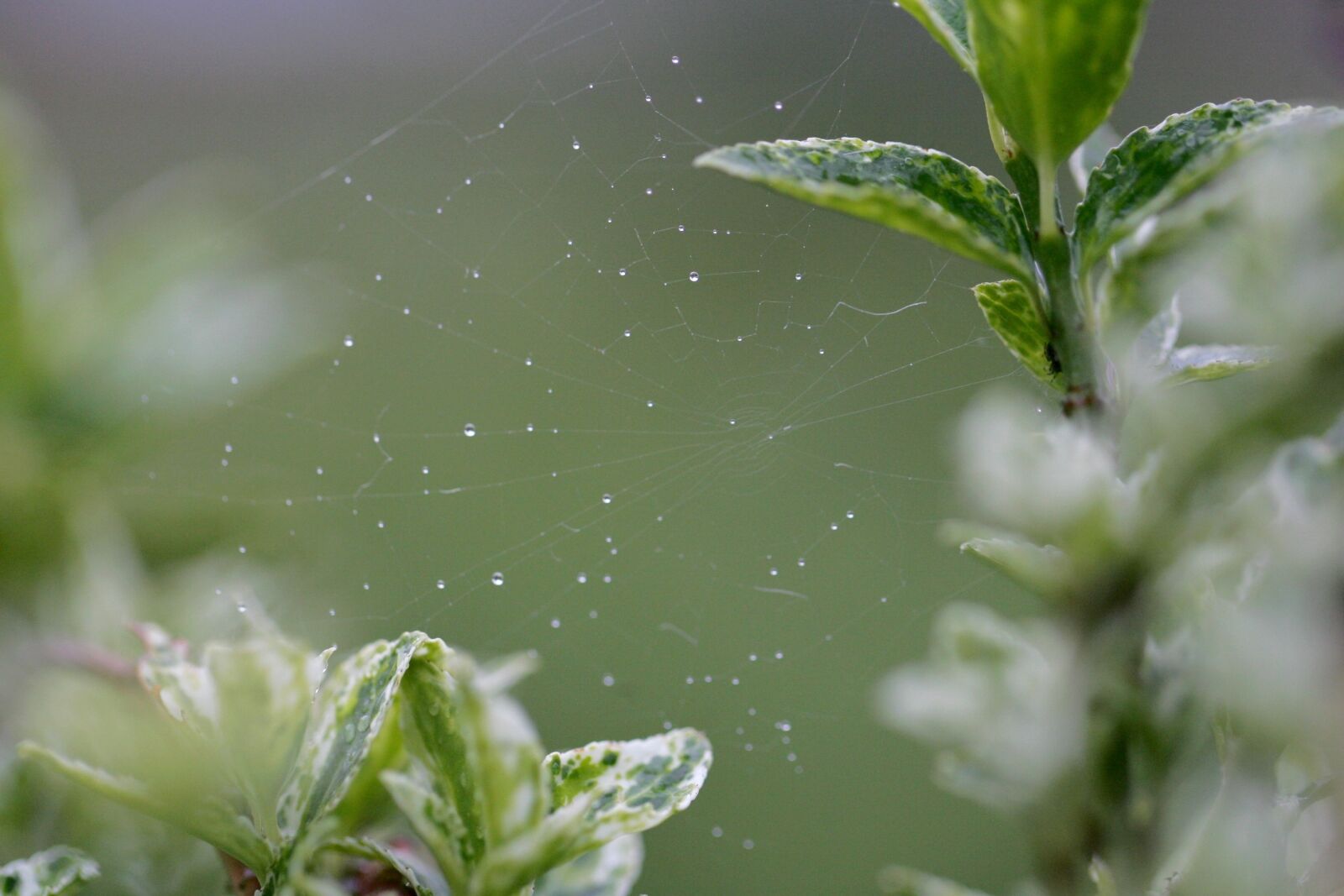 Canon EOS-1D Mark II sample photo. Nature, web, spin photography
