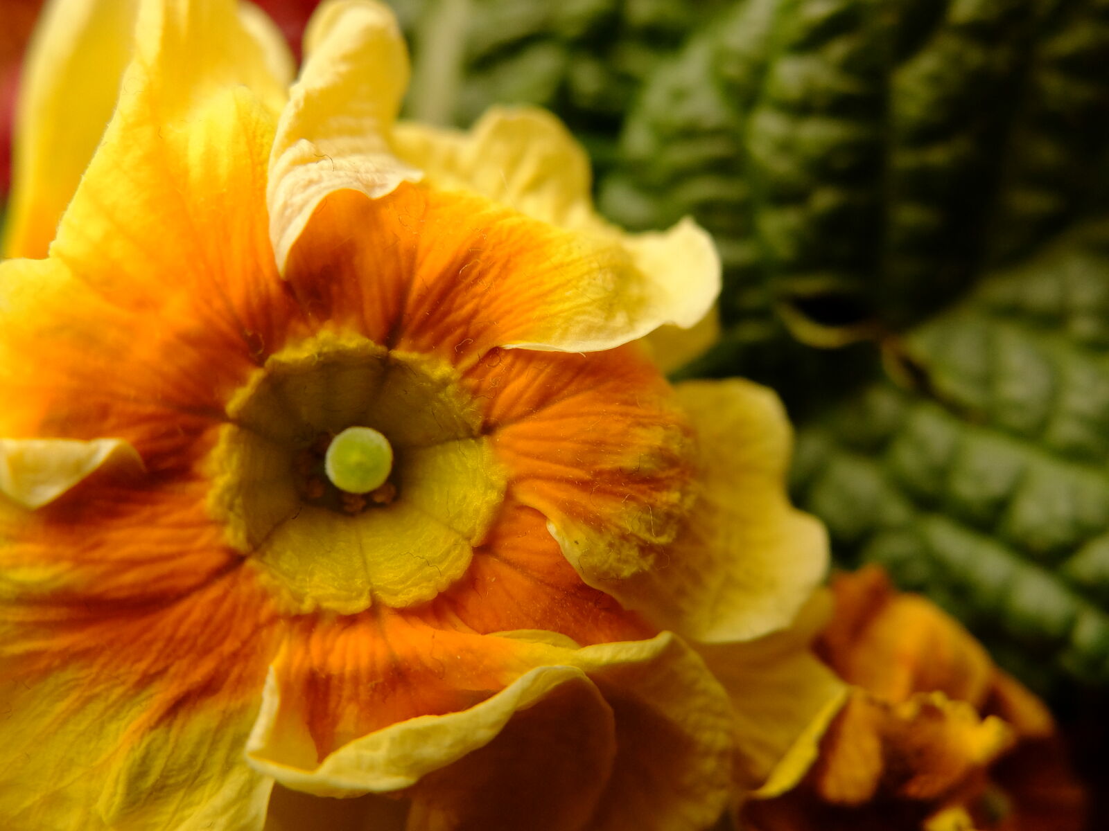 Fujifilm X30 sample photo. Colors, flower, plant, yellow photography