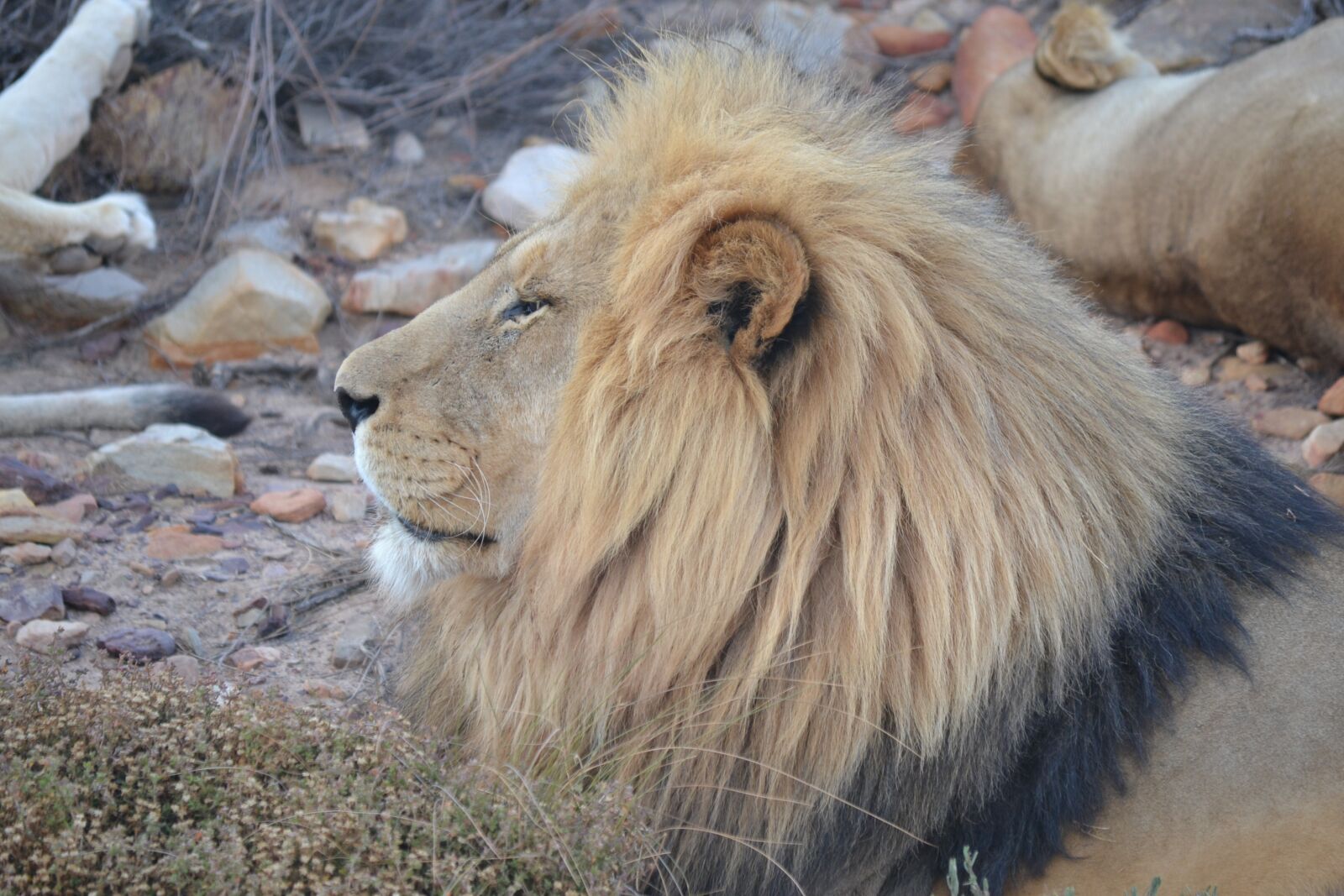 Nikon D3100 sample photo. Lion, lion king, male photography