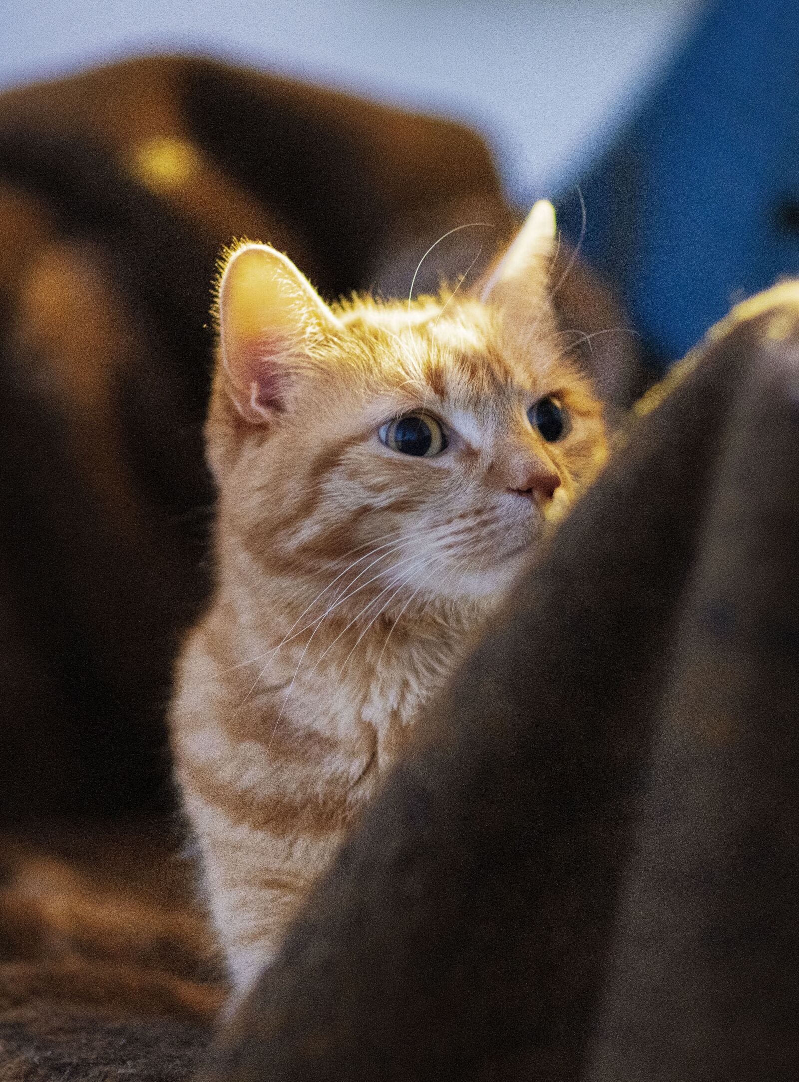 Sony a7R IV sample photo. Cat, kitten, cute photography