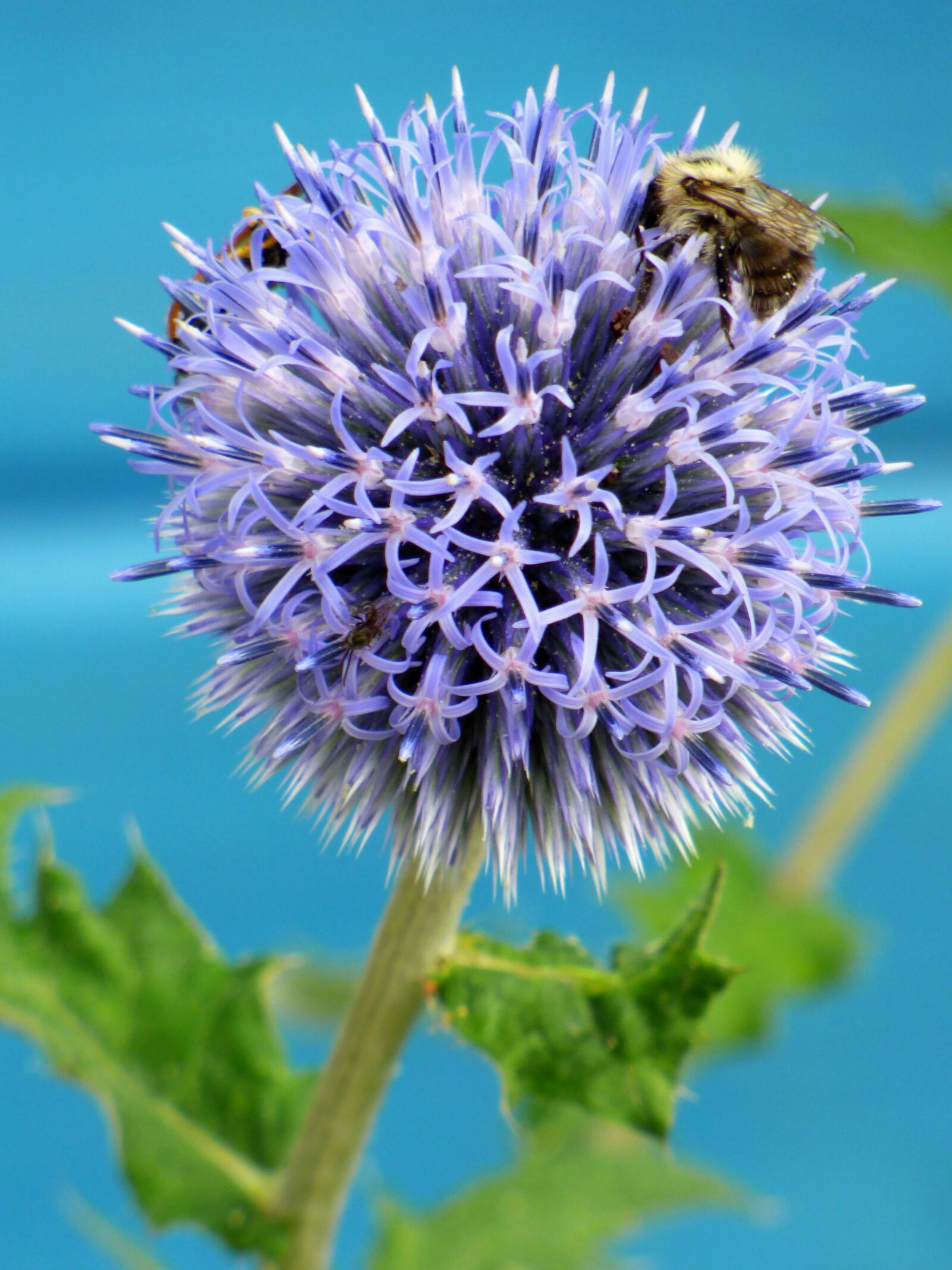 Panasonic DMC-FZ72 sample photo. Thistle, flower, nature photography