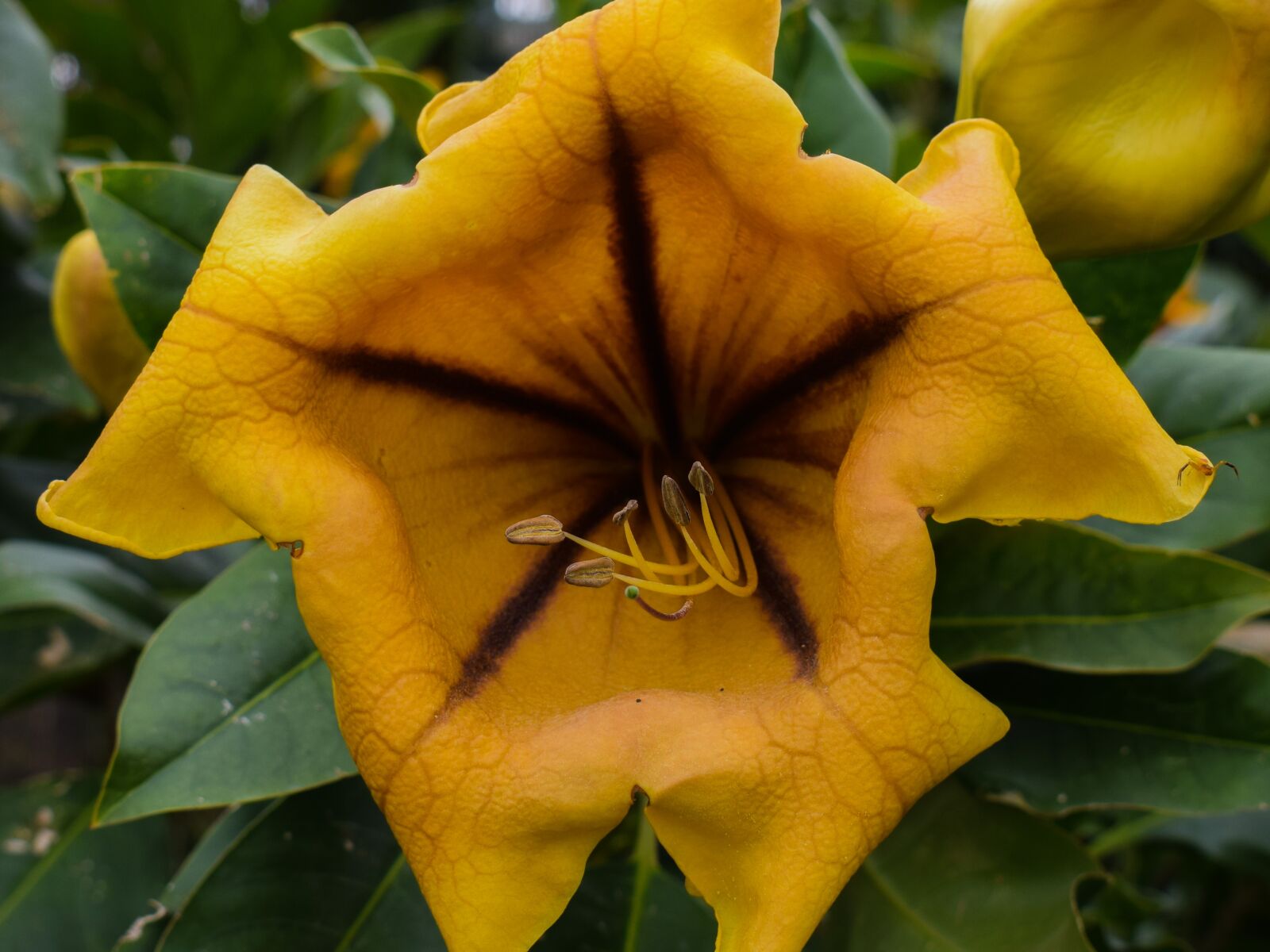 Nikon D3300 sample photo. Flower, leaf, flora photography