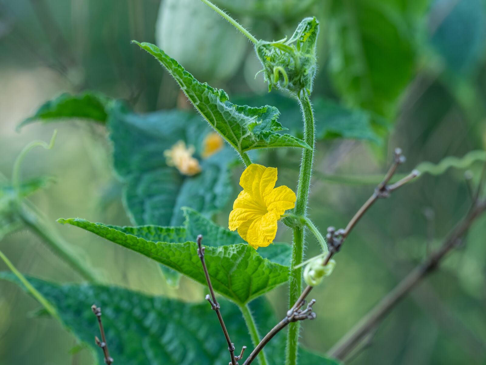 Olympus OM-D E-M1 Mark II + Olympus M.Zuiko Digital ED 40-150mm F2.8 Pro sample photo. Rice, flowers, leaves photography