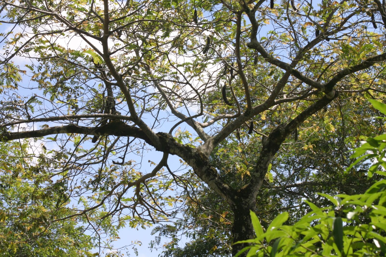 Canon EOS 10D sample photo. Flying, nature, plants photography