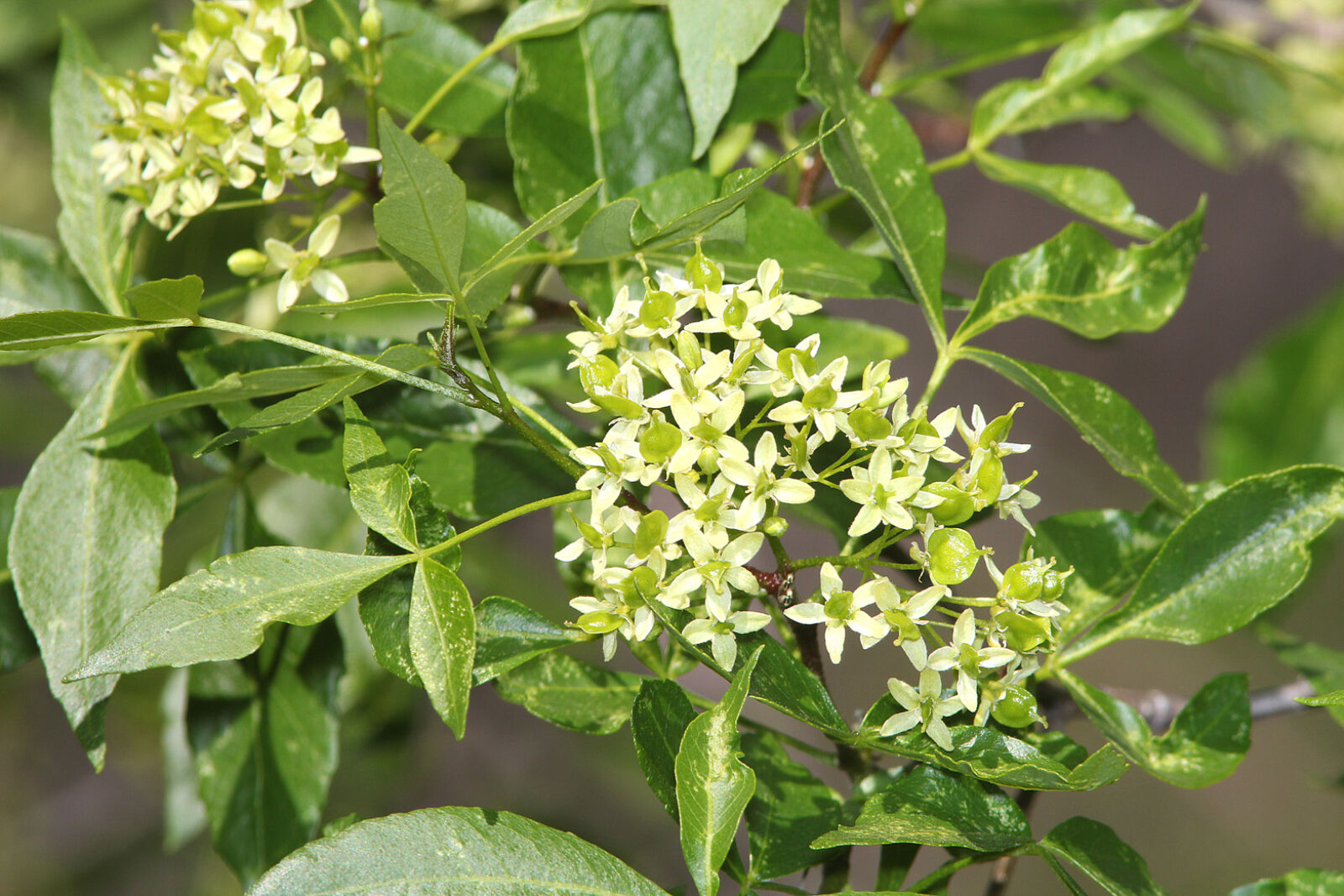 Canon EF 300mm F4L IS USM sample photo