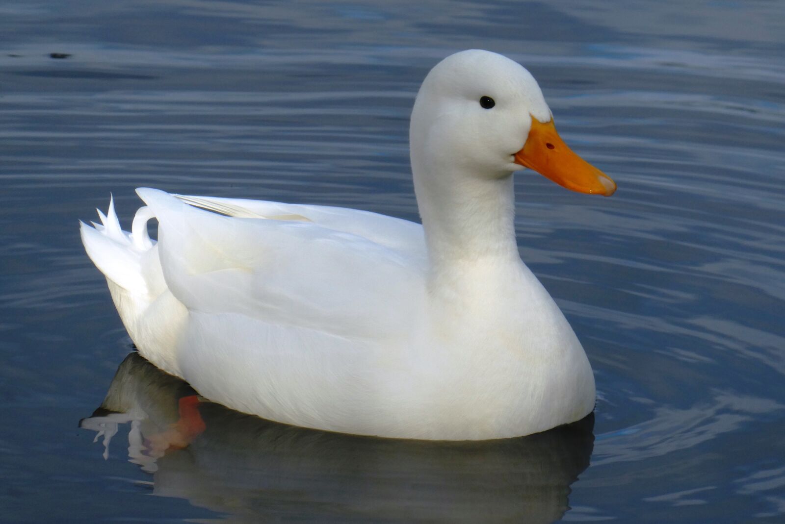 Panasonic Lumix DC-ZS70 (Lumix DC-TZ90) sample photo. White duck, ditch, bird photography
