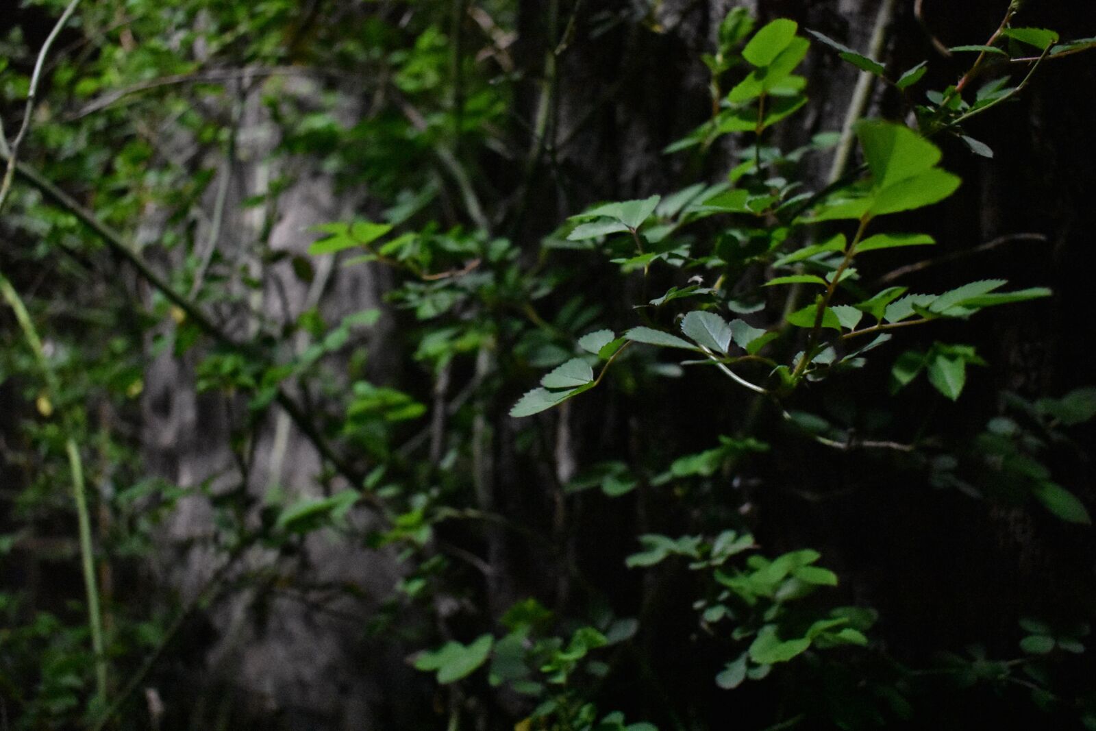 Nikon D3400 sample photo. Vine, wound, trees photography