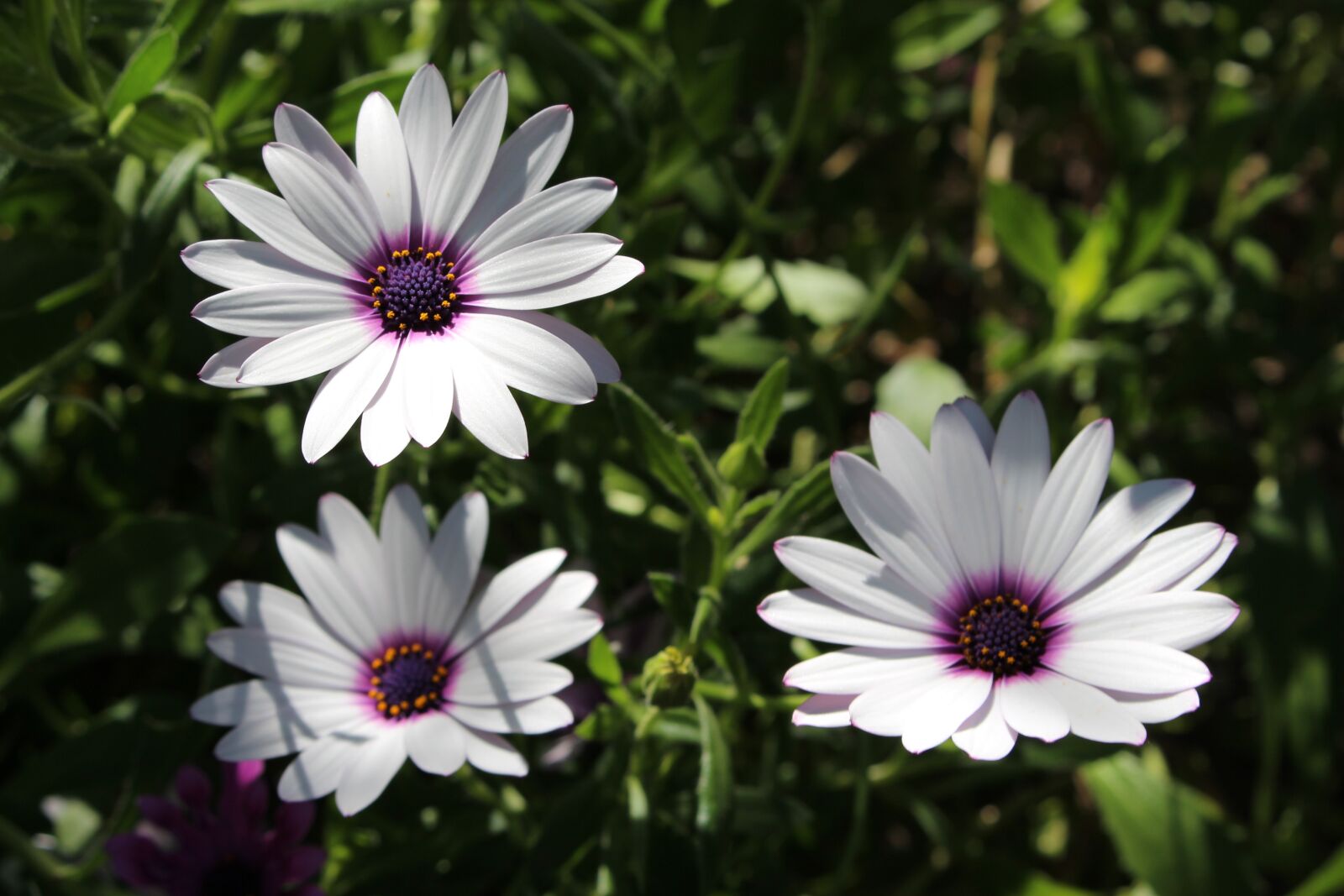 Canon EOS 700D (EOS Rebel T5i / EOS Kiss X7i) sample photo. White cape daisy, white photography