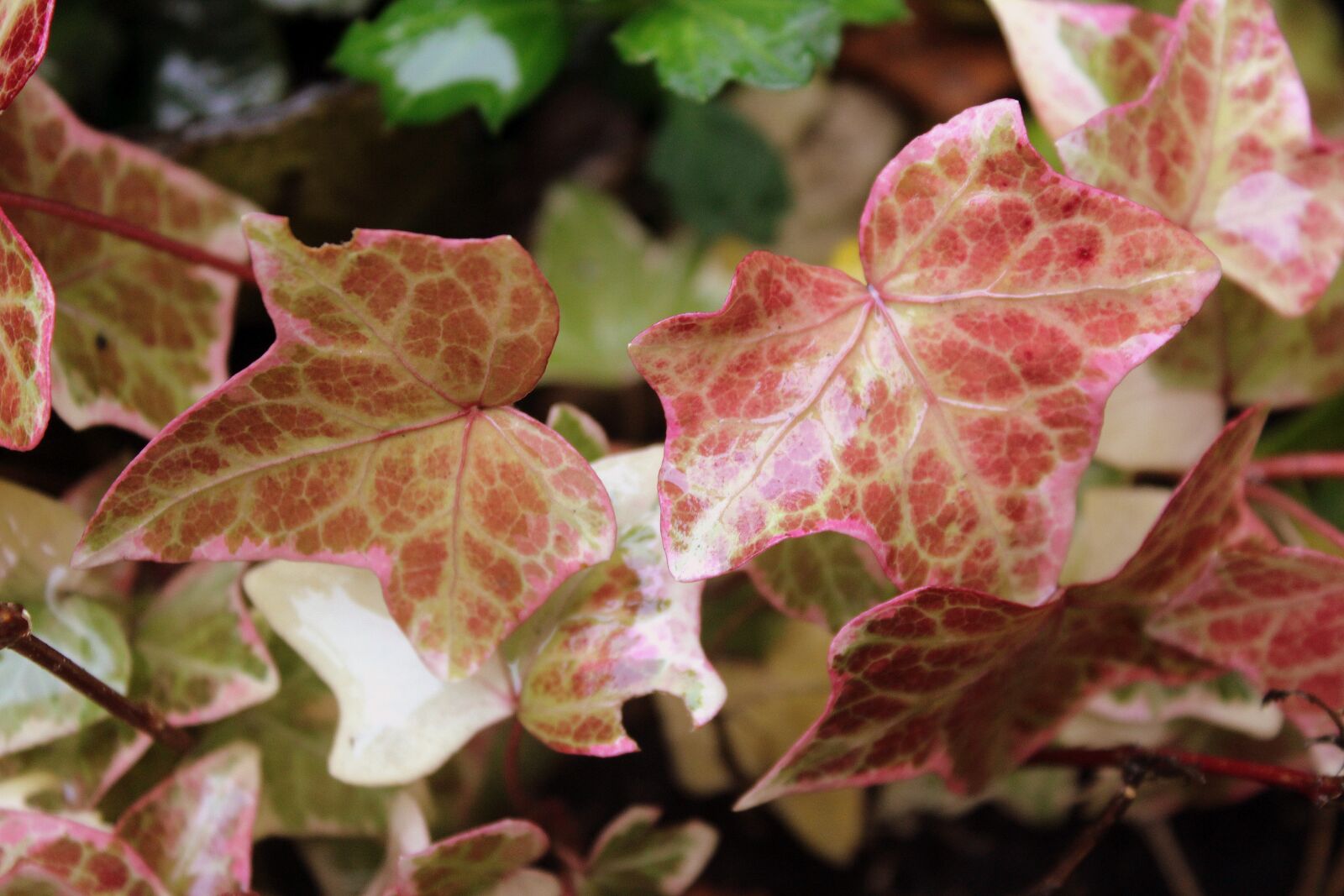 Canon EOS 1200D (EOS Rebel T5 / EOS Kiss X70 / EOS Hi) sample photo. Ivy, foliage, potted flower photography